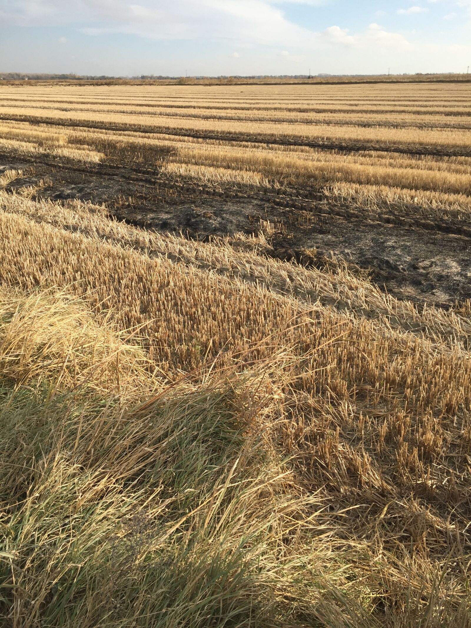 Apple iPhone 6 sample photo. Field, rice, cup photography
