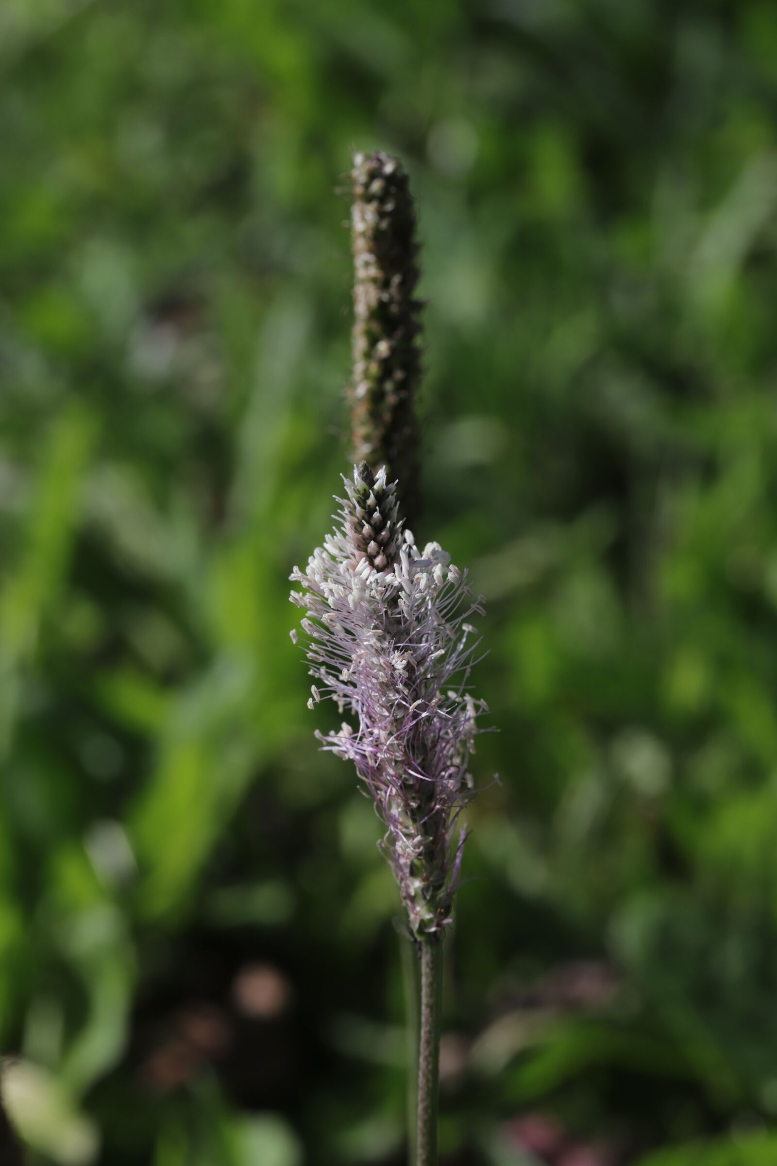 Canon EOS 6D Mark II sample photo. Flowers, stem, pistils photography