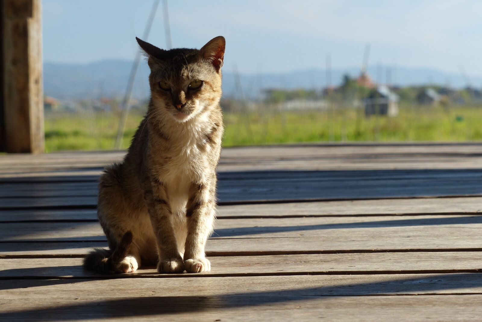 Panasonic Lumix DMC-FZ200 sample photo. Nature, animal, outdoors photography