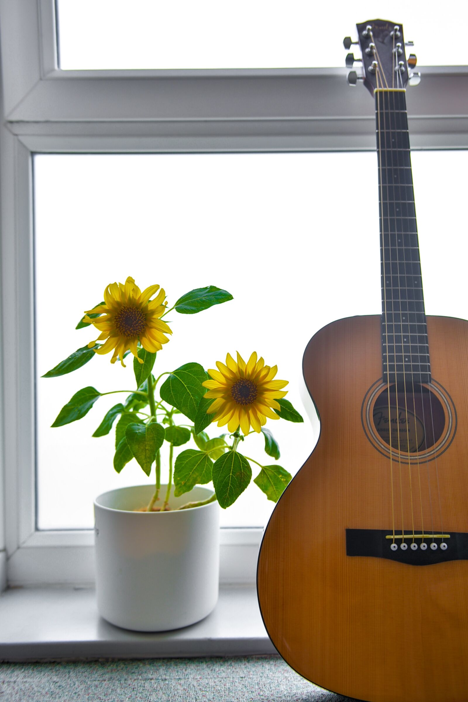 Nikon D610 sample photo. Sunflower, guitar, blossom photography