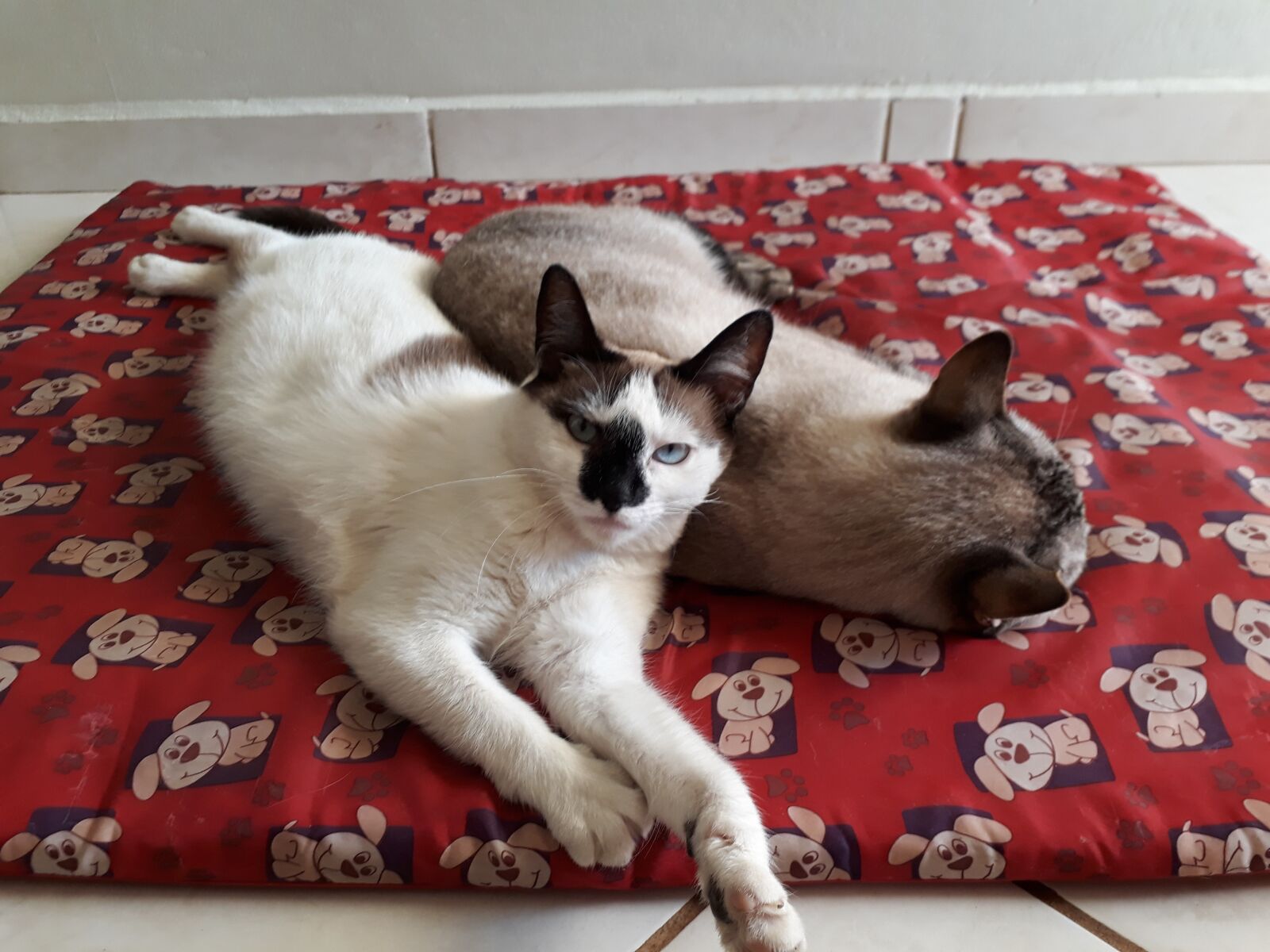 Samsung Galaxy J7 Prime sample photo. Kitten, cats, animal photography
