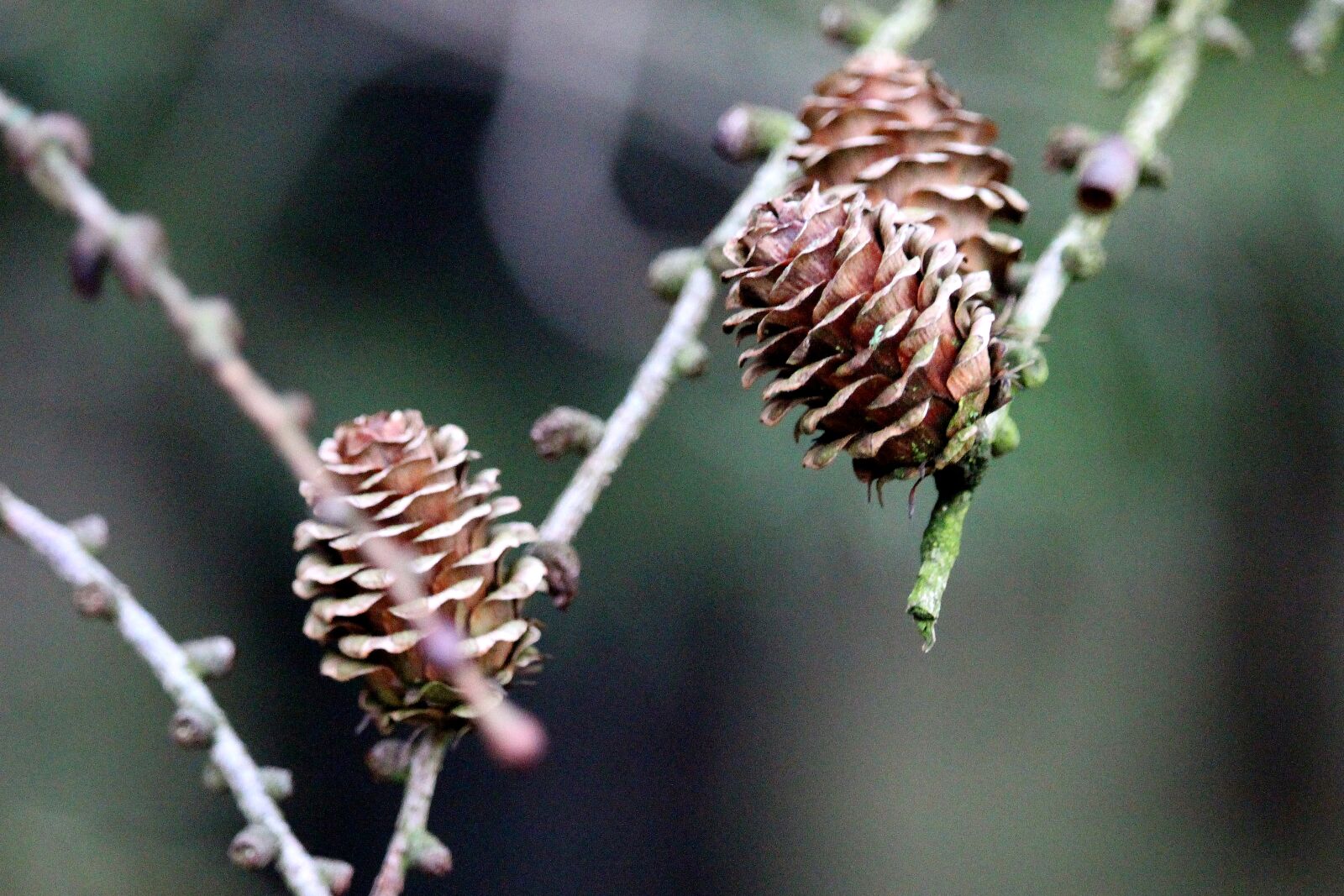 Canon EF-S 55-250mm F4-5.6 IS STM sample photo. Tree, nature, plant photography