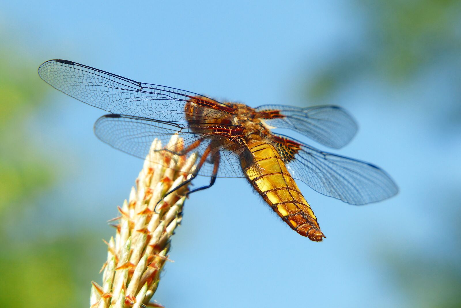 Panasonic Lumix DMC-FZ200 sample photo. Animals, invertebrates, insect photography