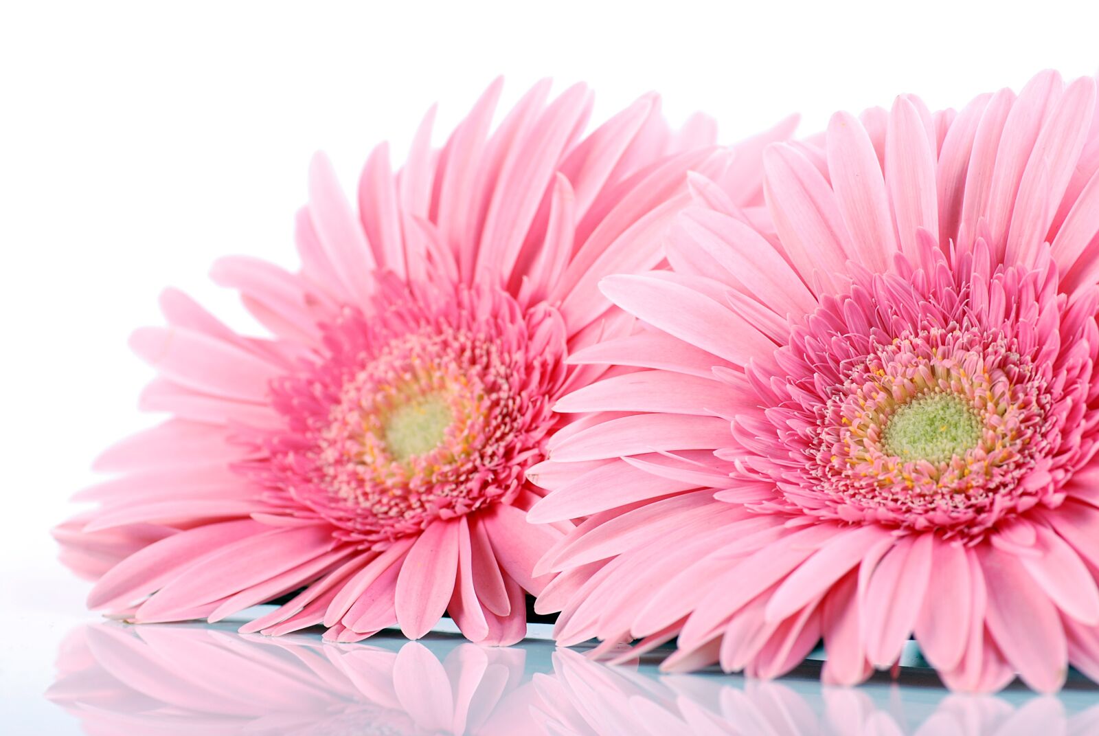 Nikon D80 sample photo. Gerbera, gerberas, flowers photography