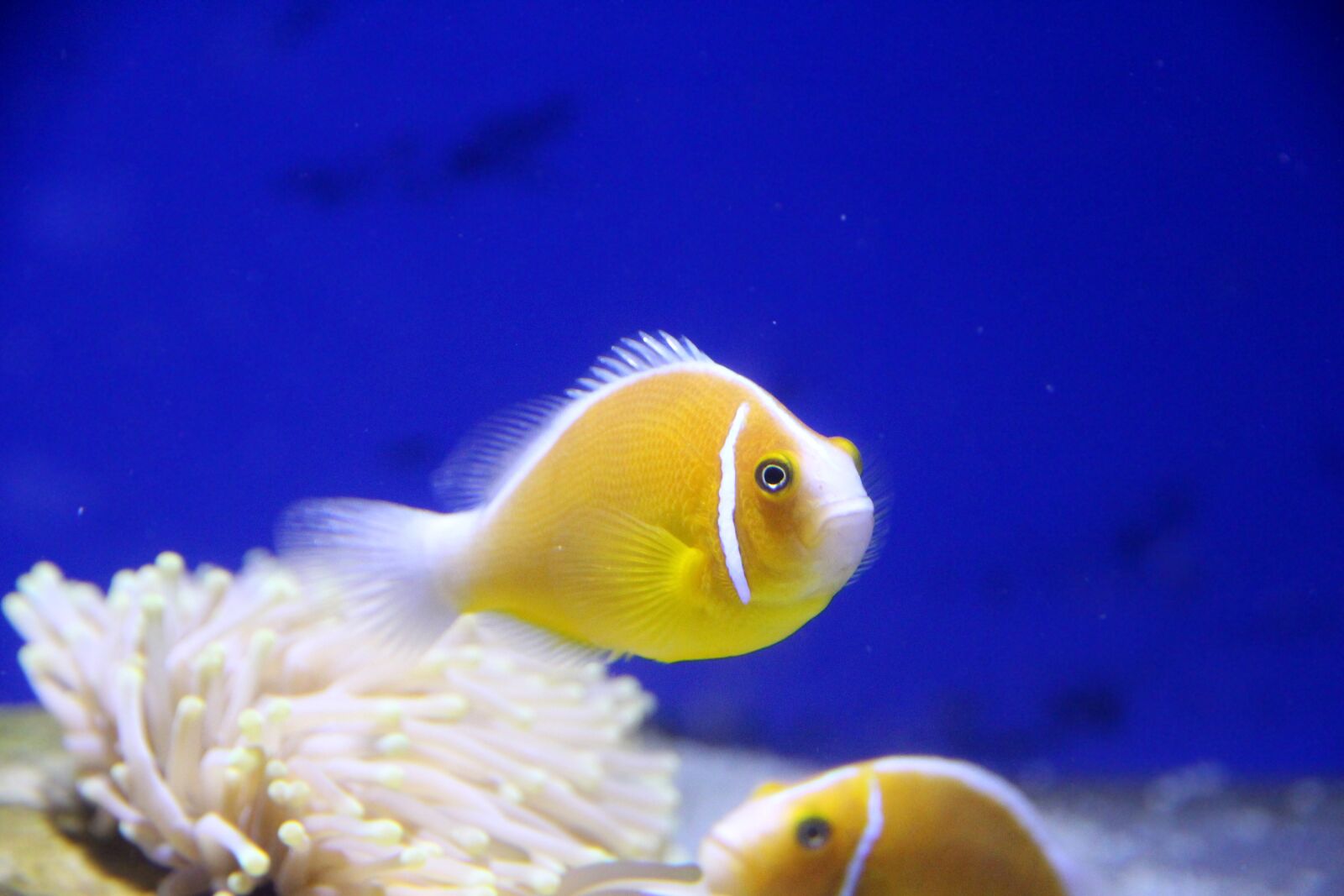 Canon EOS 650D (EOS Rebel T4i / EOS Kiss X6i) sample photo. Amfiprion, clown fish, pink photography