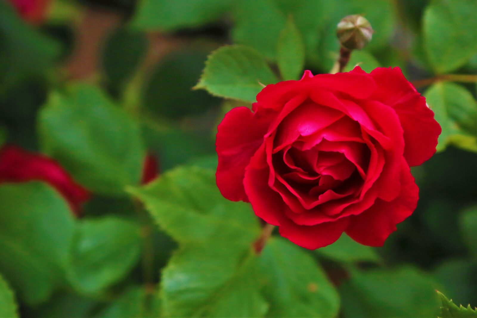 Canon EF 24-105mm F4L IS USM sample photo. Rose, spring, nature photography
