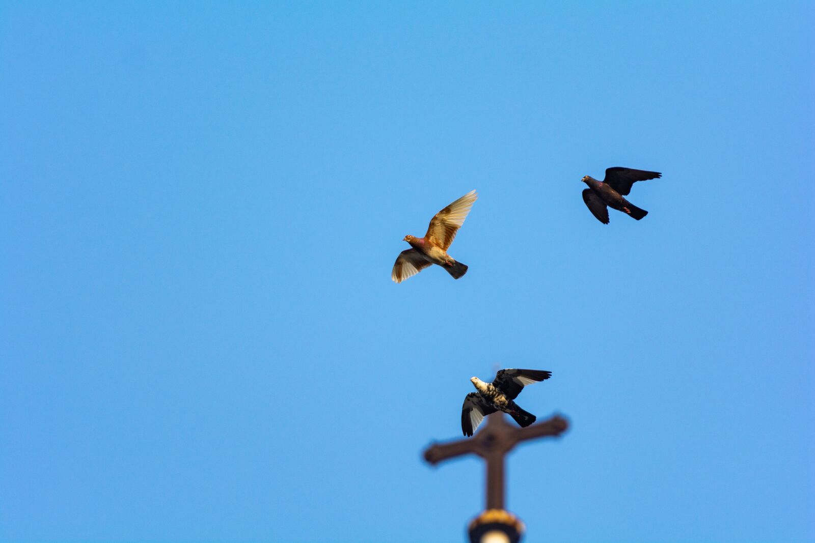 Nikon D7100 sample photo. Sky, bird, dove photography