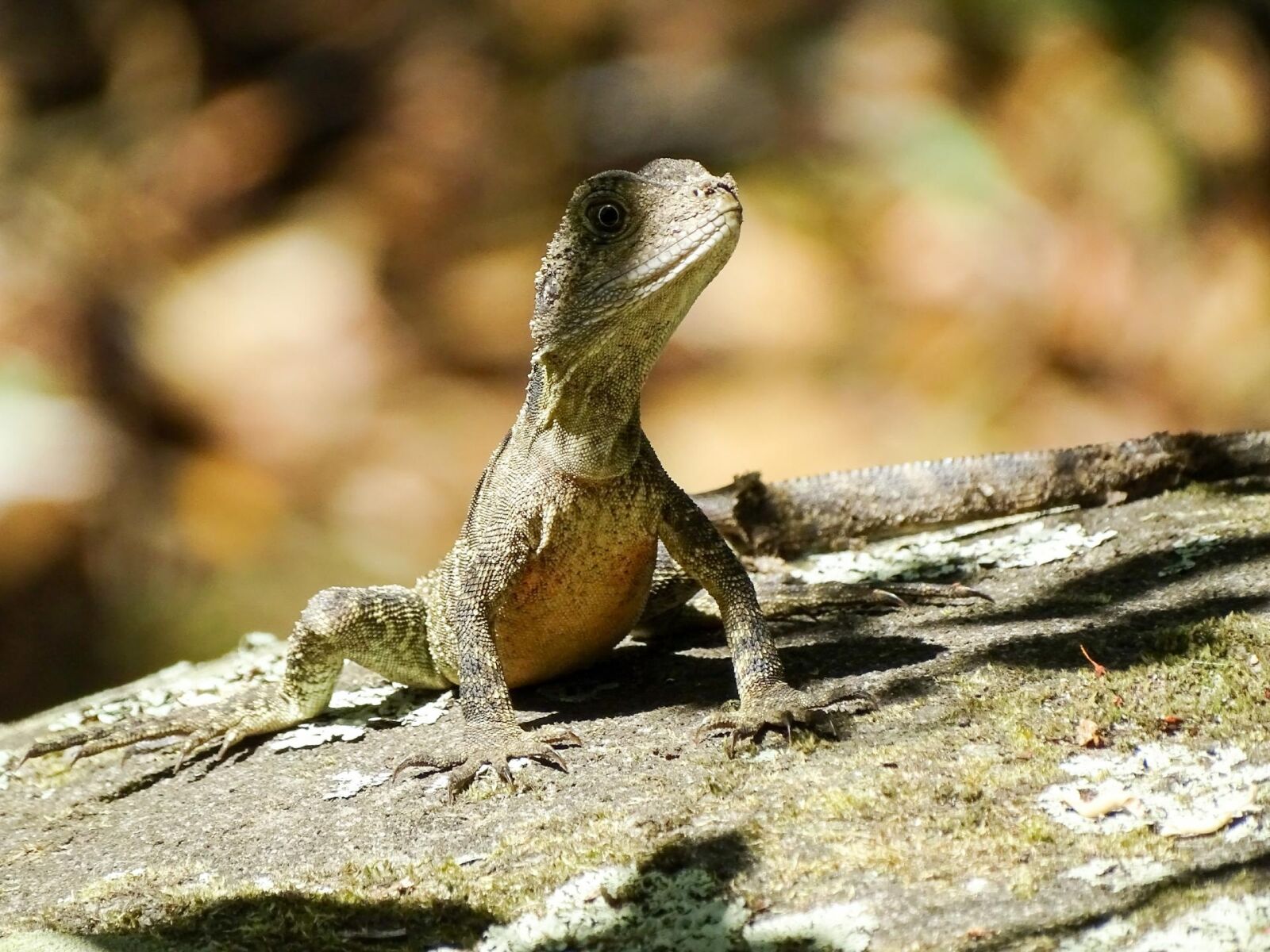 Sony Cyber-shot DSC-HX400V sample photo. Nature, animal, animal world photography