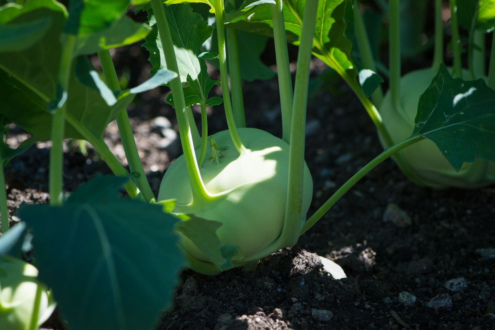 Nikon D7100 sample photo. Kohlrabi, garden, in the photography