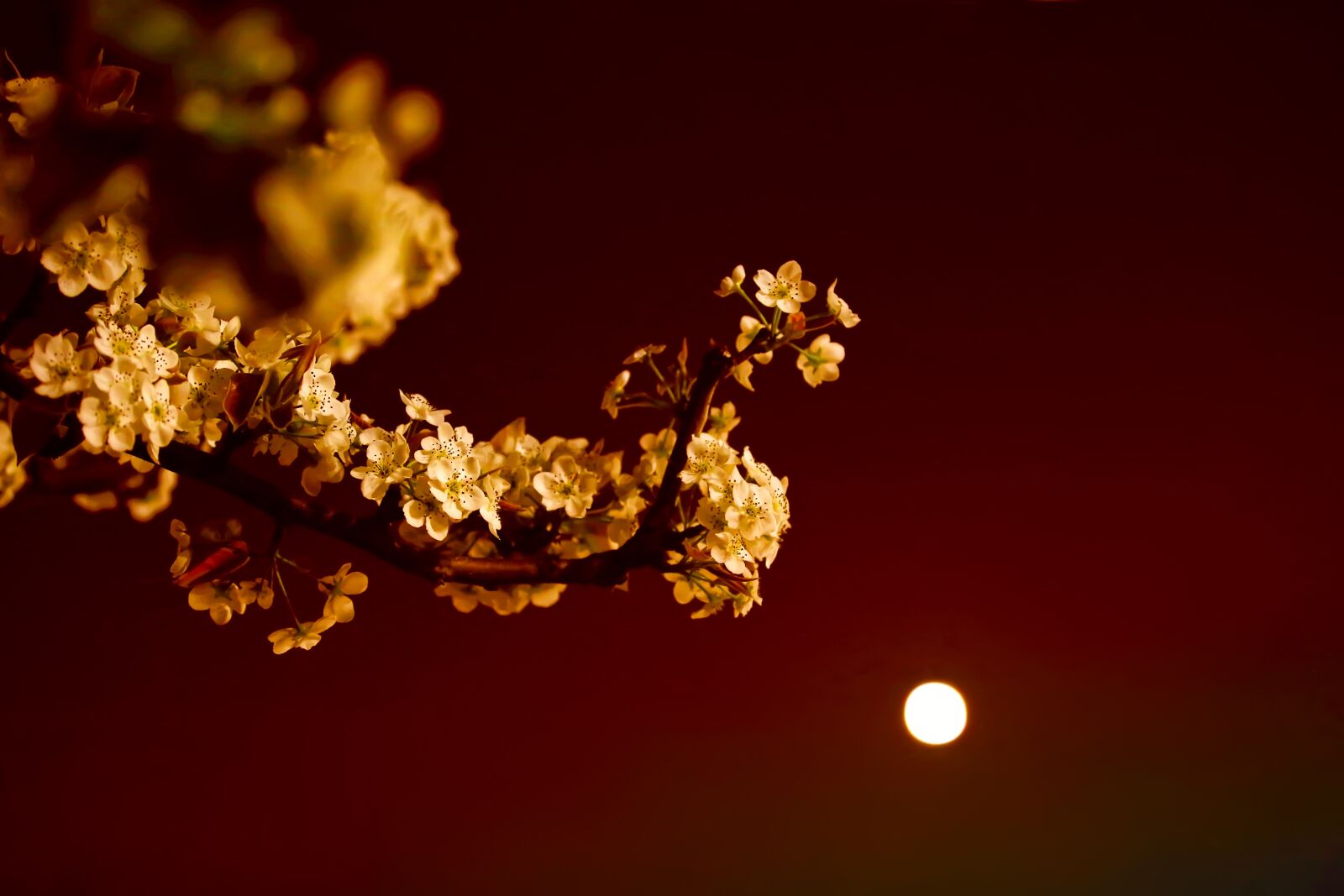 Canon EOS 5D Mark III sample photo. Peach blossom, lighting, flowers photography