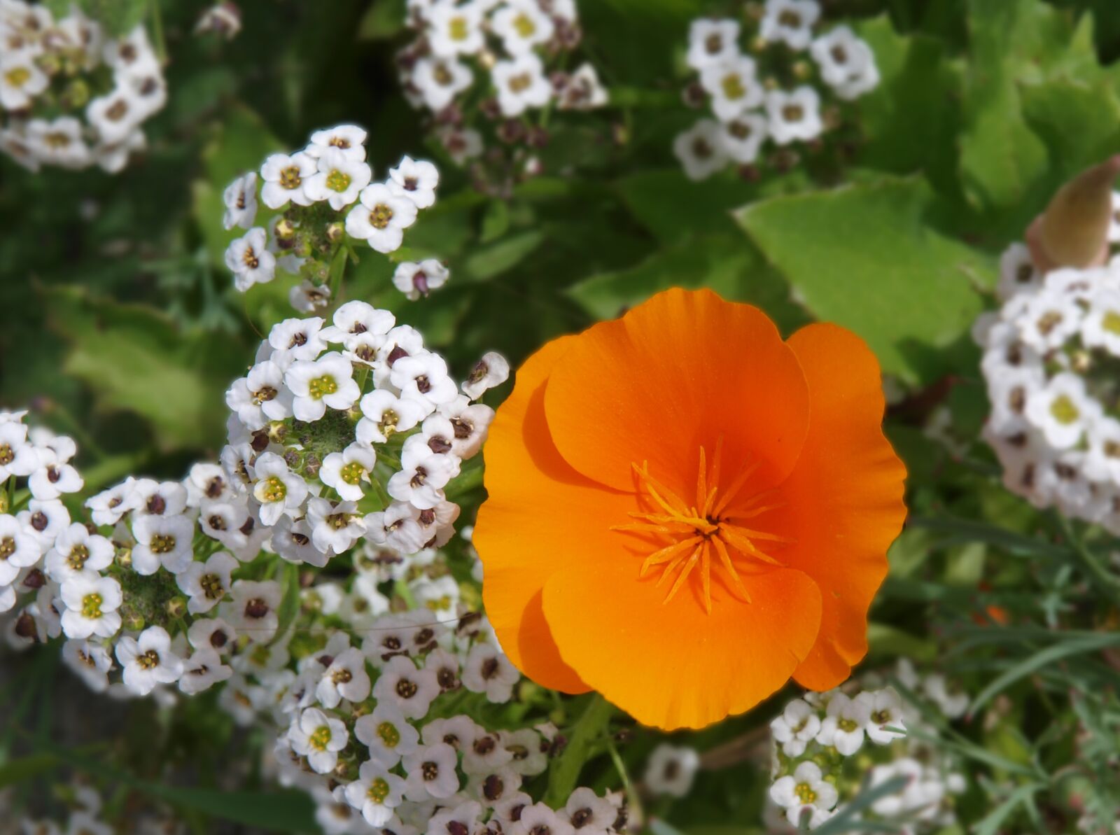 Olympus E-3 sample photo. Flower, flora, nature photography