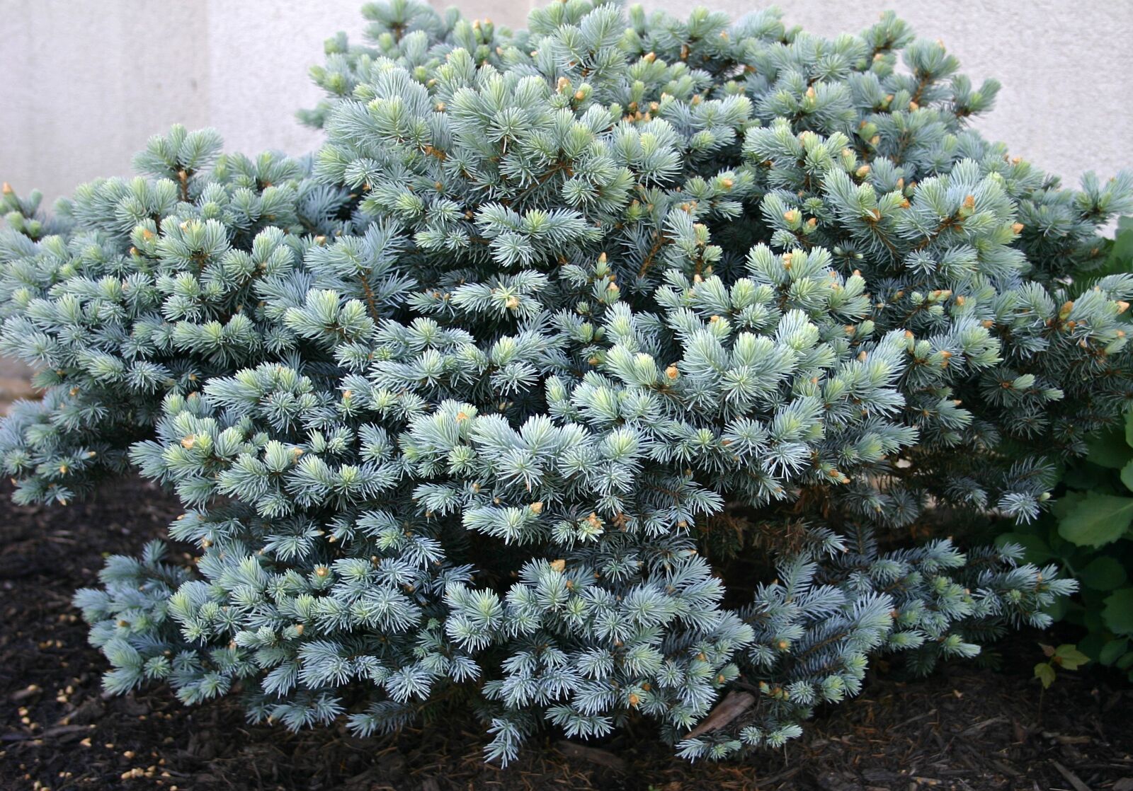 Canon EOS 300D (EOS Digital Rebel / EOS Kiss Digital) sample photo. Ornamental spruce, spruce, ornamental photography