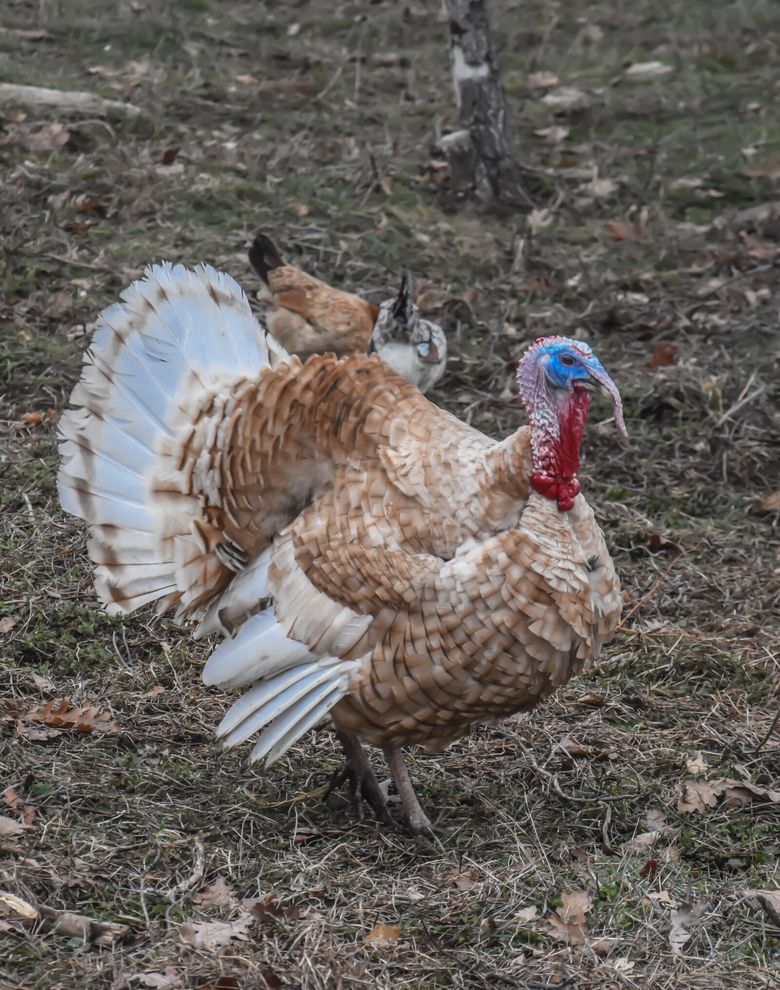 Nikon D7200 sample photo. Chicken, farm, bird photography