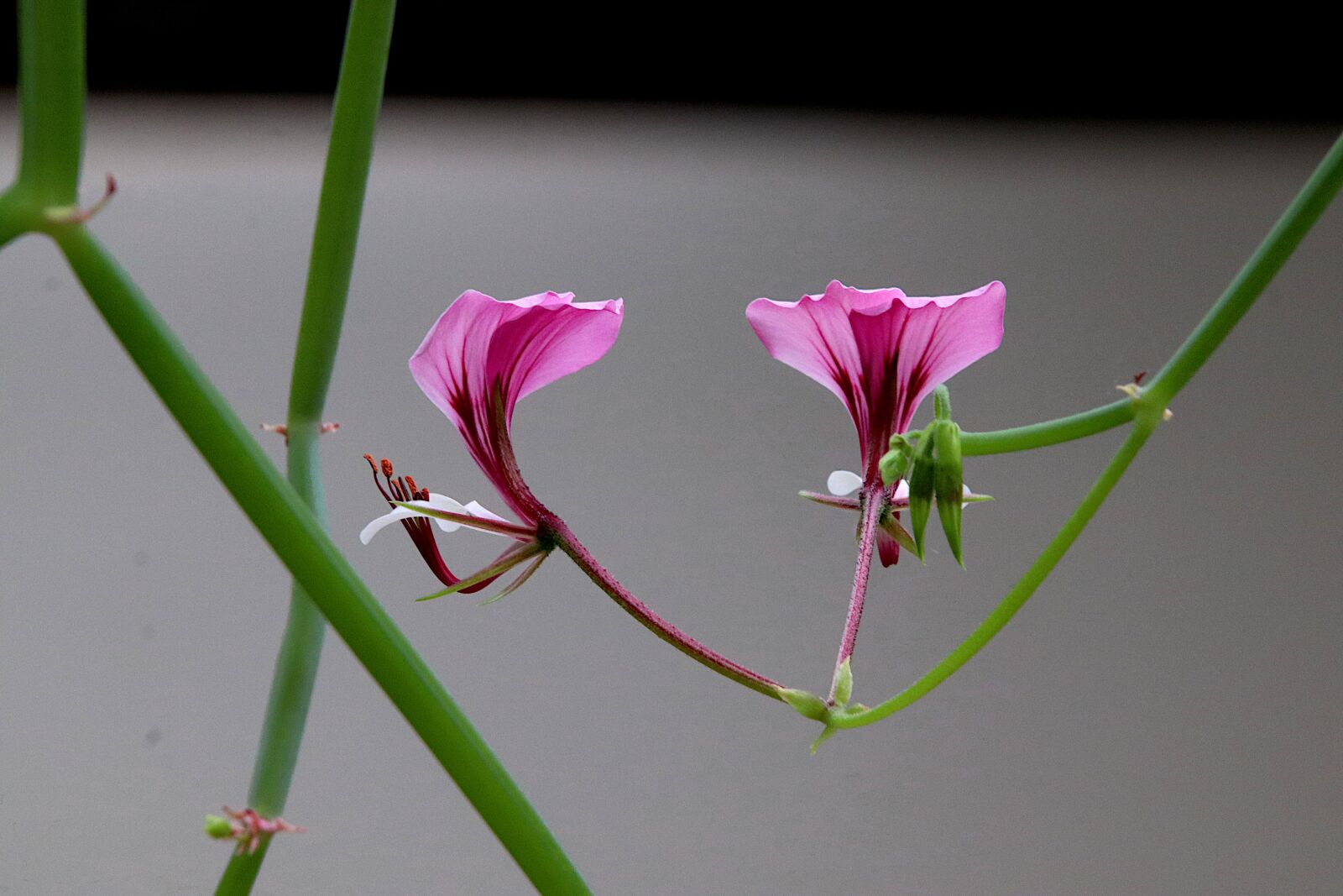 Canon EOS 800D (EOS Rebel T7i / EOS Kiss X9i) sample photo. Flower, color pink, beautiful photography
