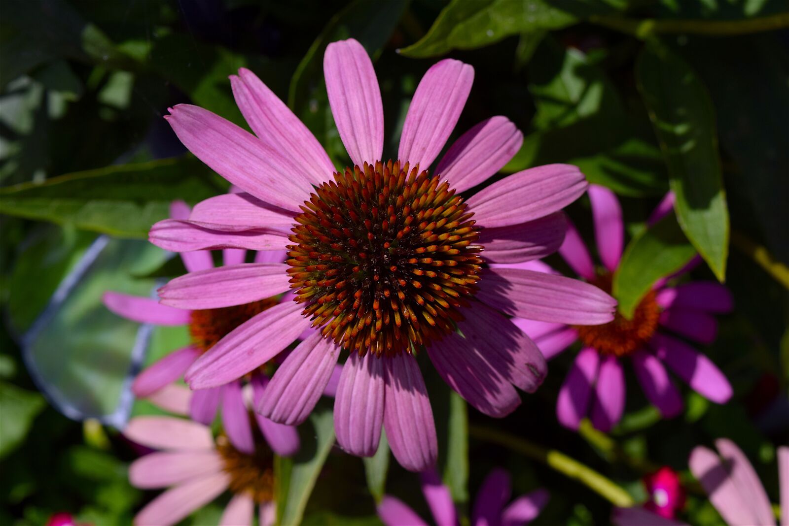 Nikon D3300 sample photo. Flower, pink, echinacea photography