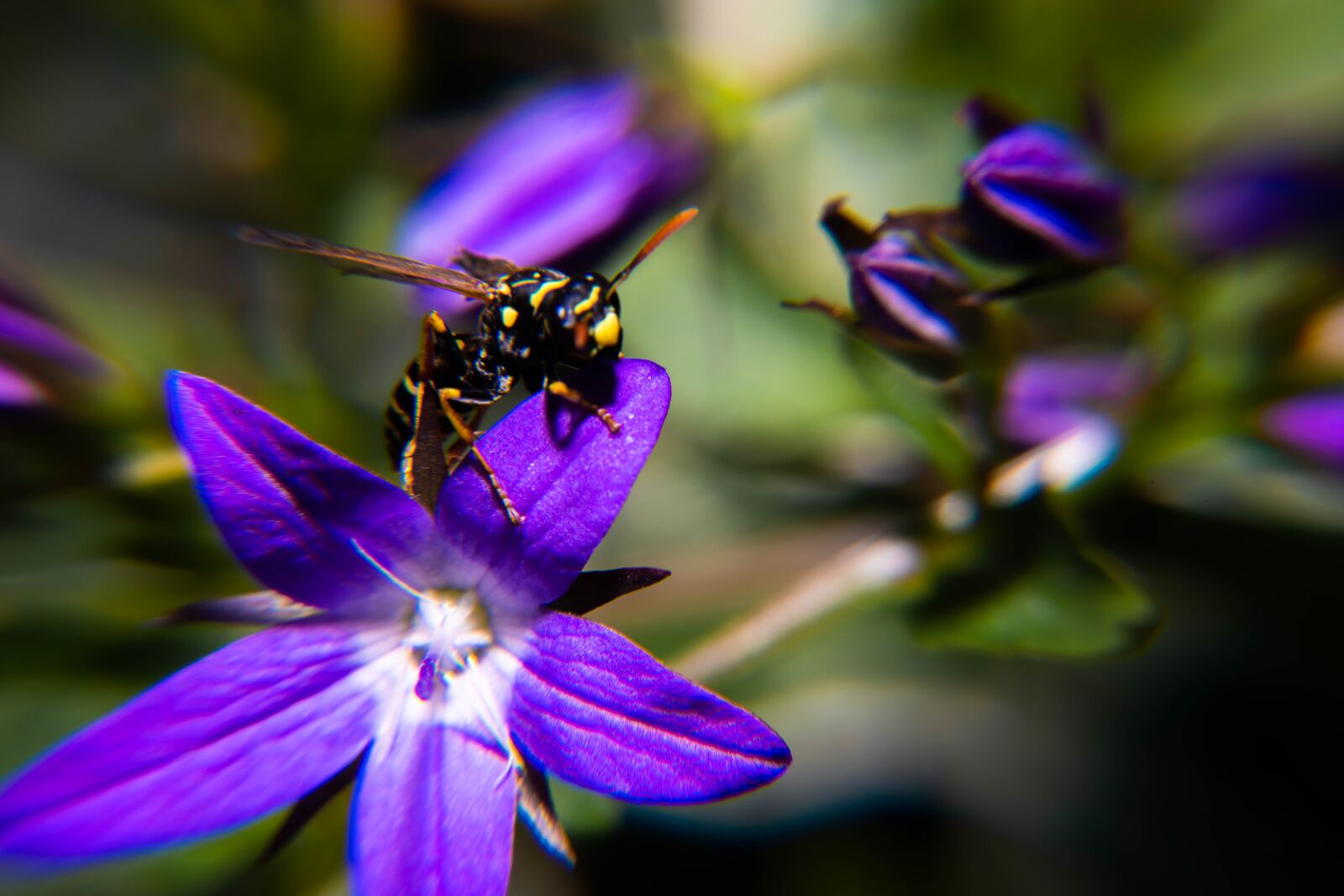 Nikon D850 sample photo. Pollen, blossom, insect photography