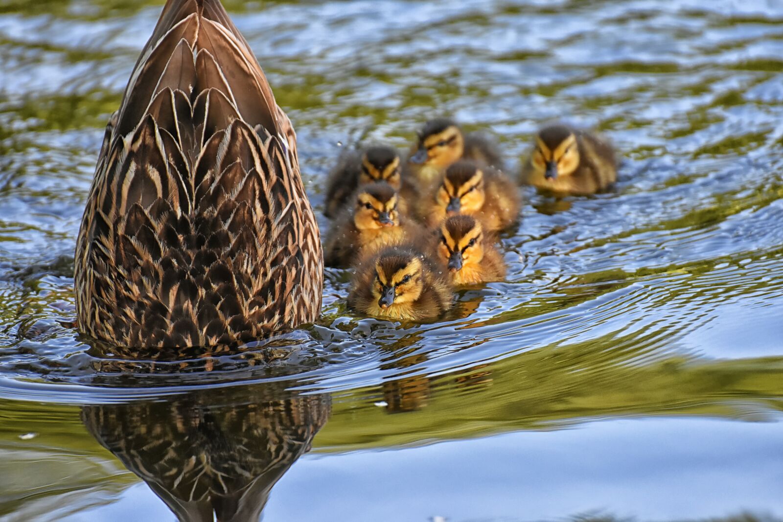 Nikon D7200 sample photo. Mallard, chicks, baby photography