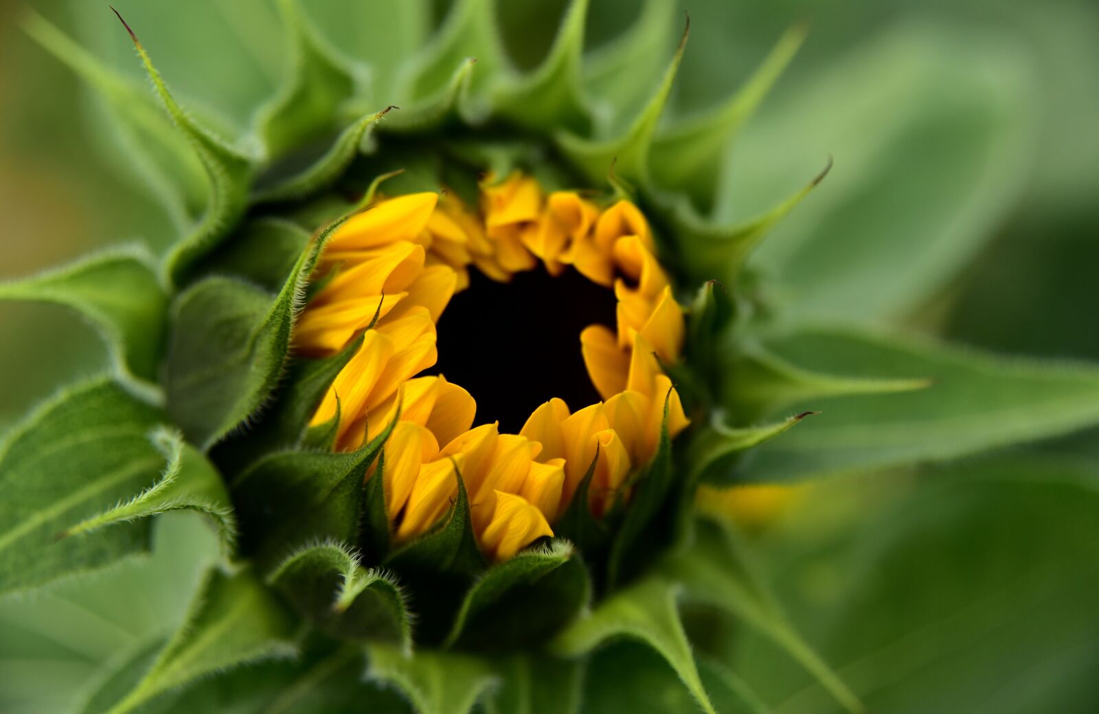 Nikon D750 sample photo. Sunflower, bud, blossom photography