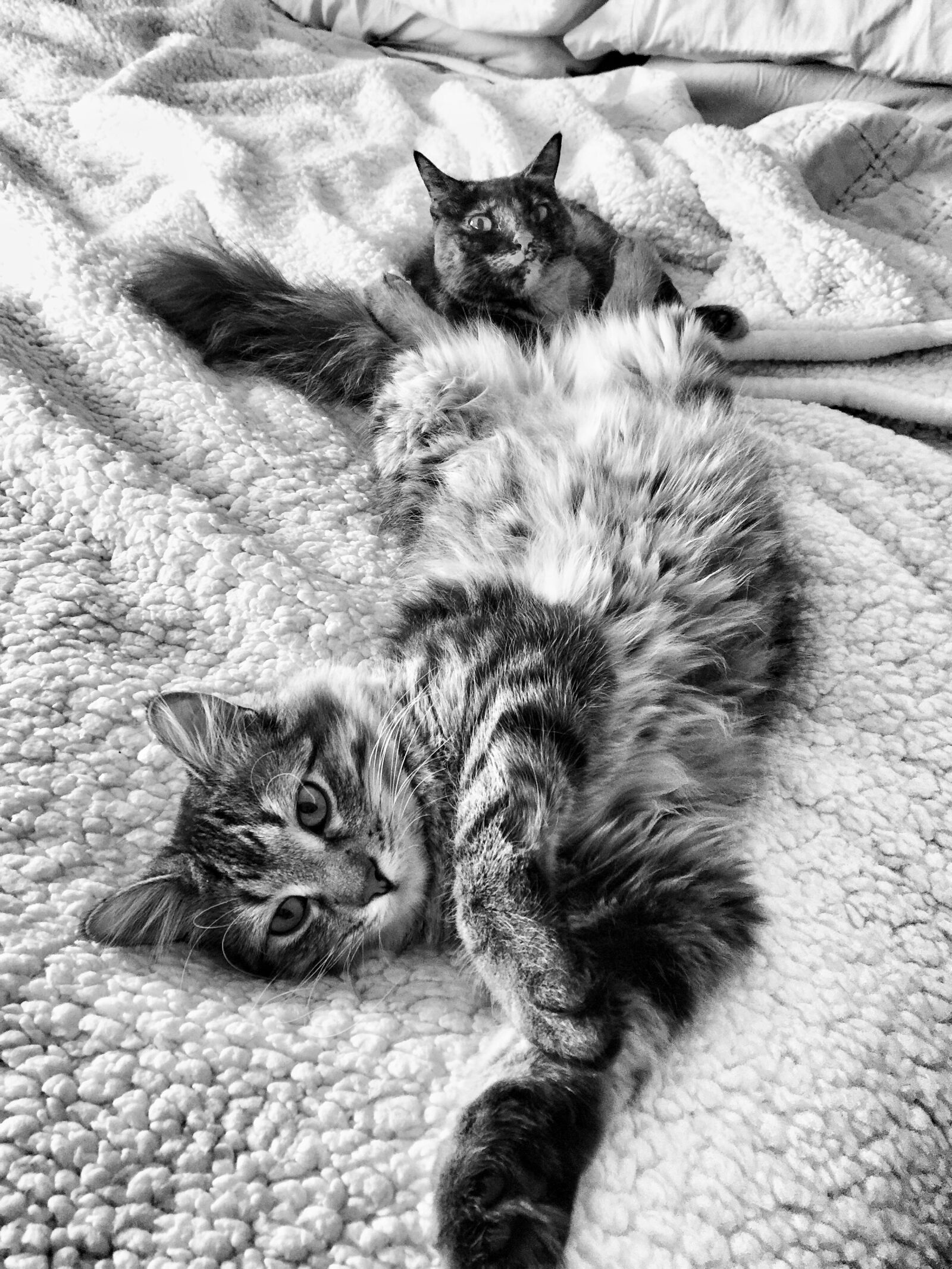 iPhone 6 Plus back camera 4.15mm f/2.2 sample photo. Maine coon, tortoise shell photography