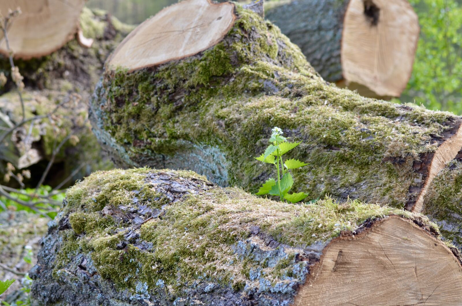 Nikon D5100 sample photo. Tree trunks, log, moss photography