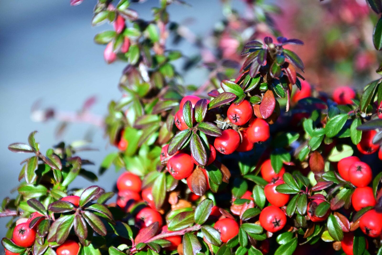 Nikon D3300 sample photo. Shrub, nature, leaf, branch photography
