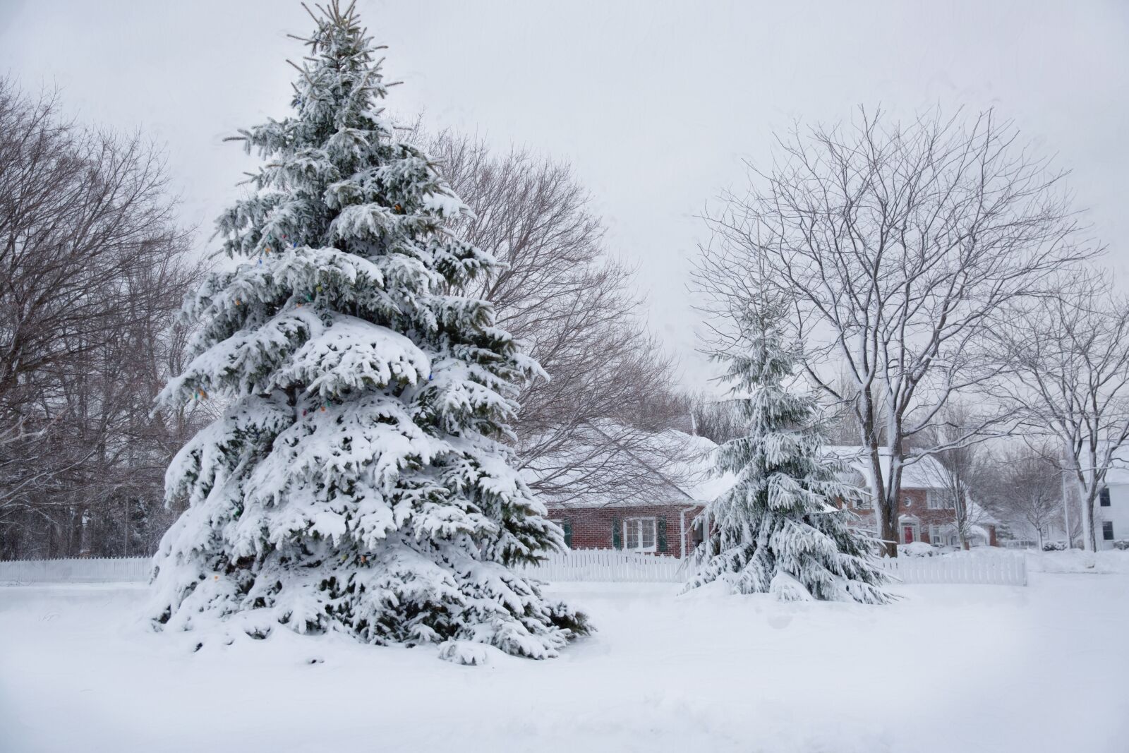Canon EF 24-70mm F2.8L II USM sample photo. Winter, snow, frost photography