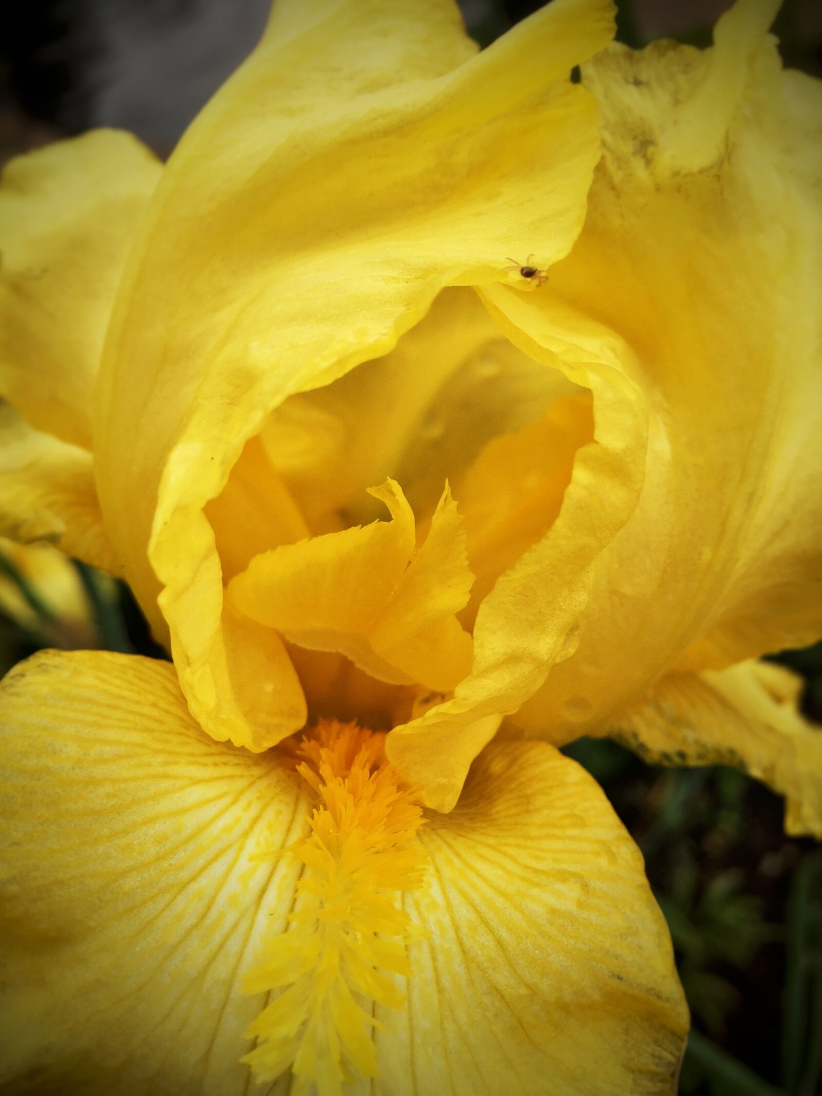 Apple iPhone 6 sample photo. Flower, flora, nature photography