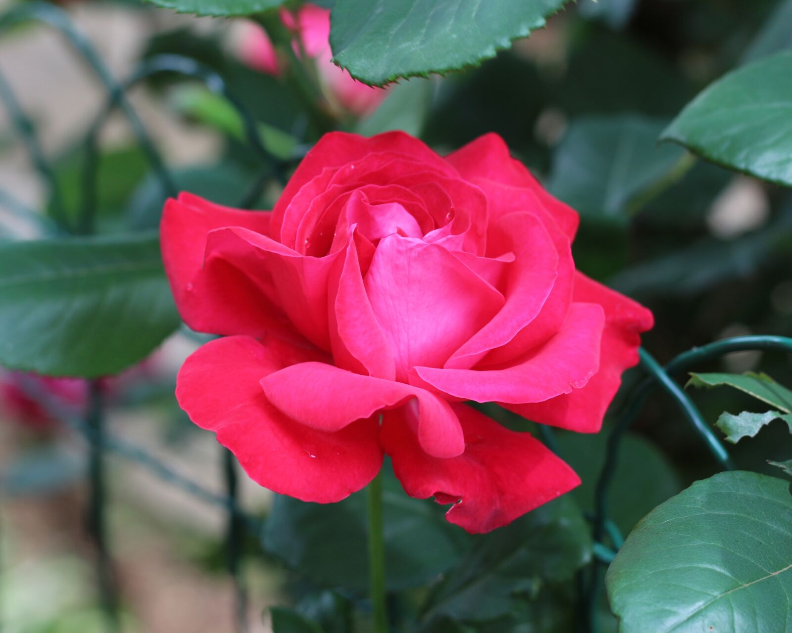 Canon EOS 700D (EOS Rebel T5i / EOS Kiss X7i) sample photo. Deep pink, magenta, pink photography