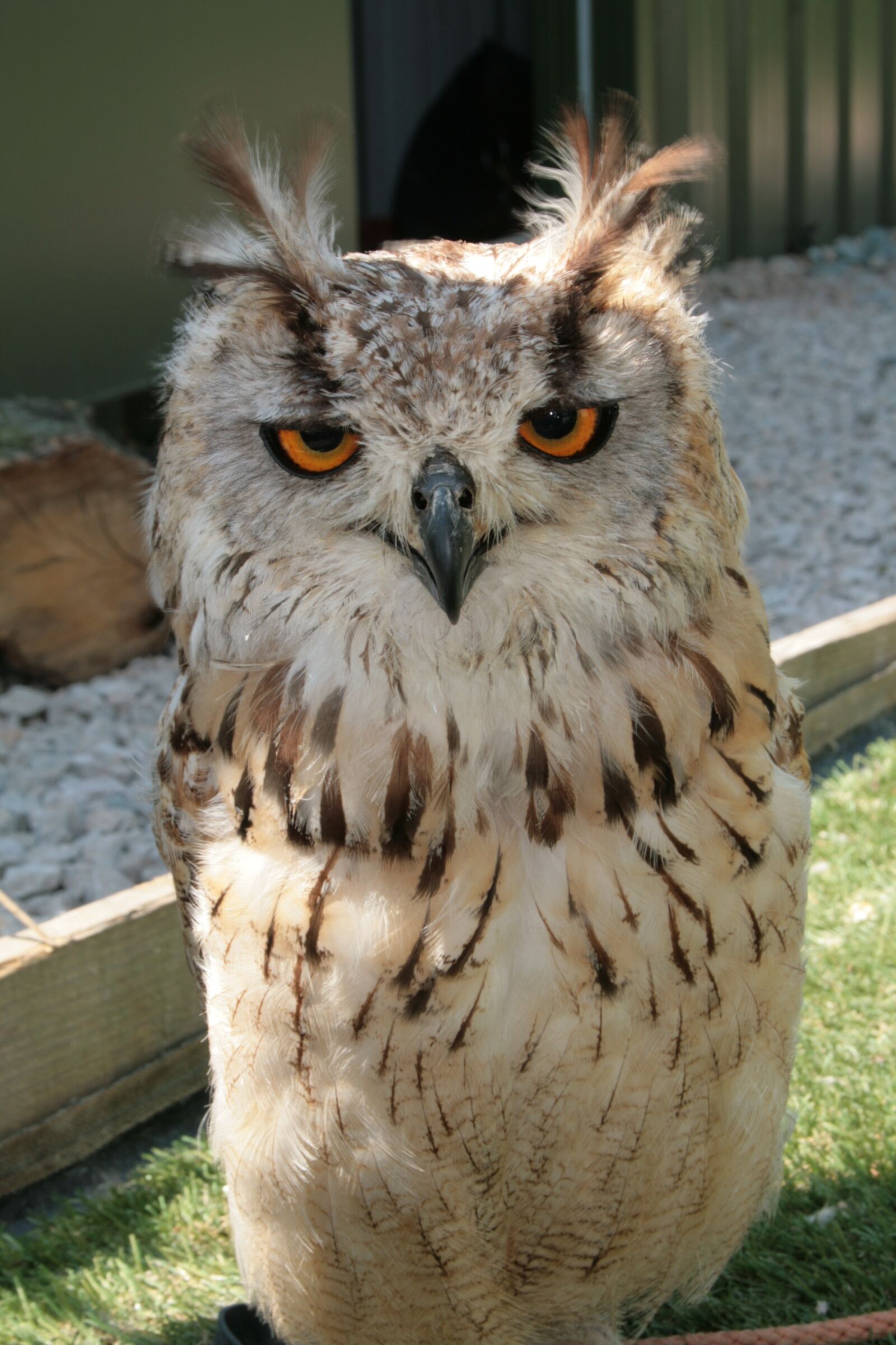 Canon EOS 400D (EOS Digital Rebel XTi / EOS Kiss Digital X) sample photo. Owl, bird of prey photography