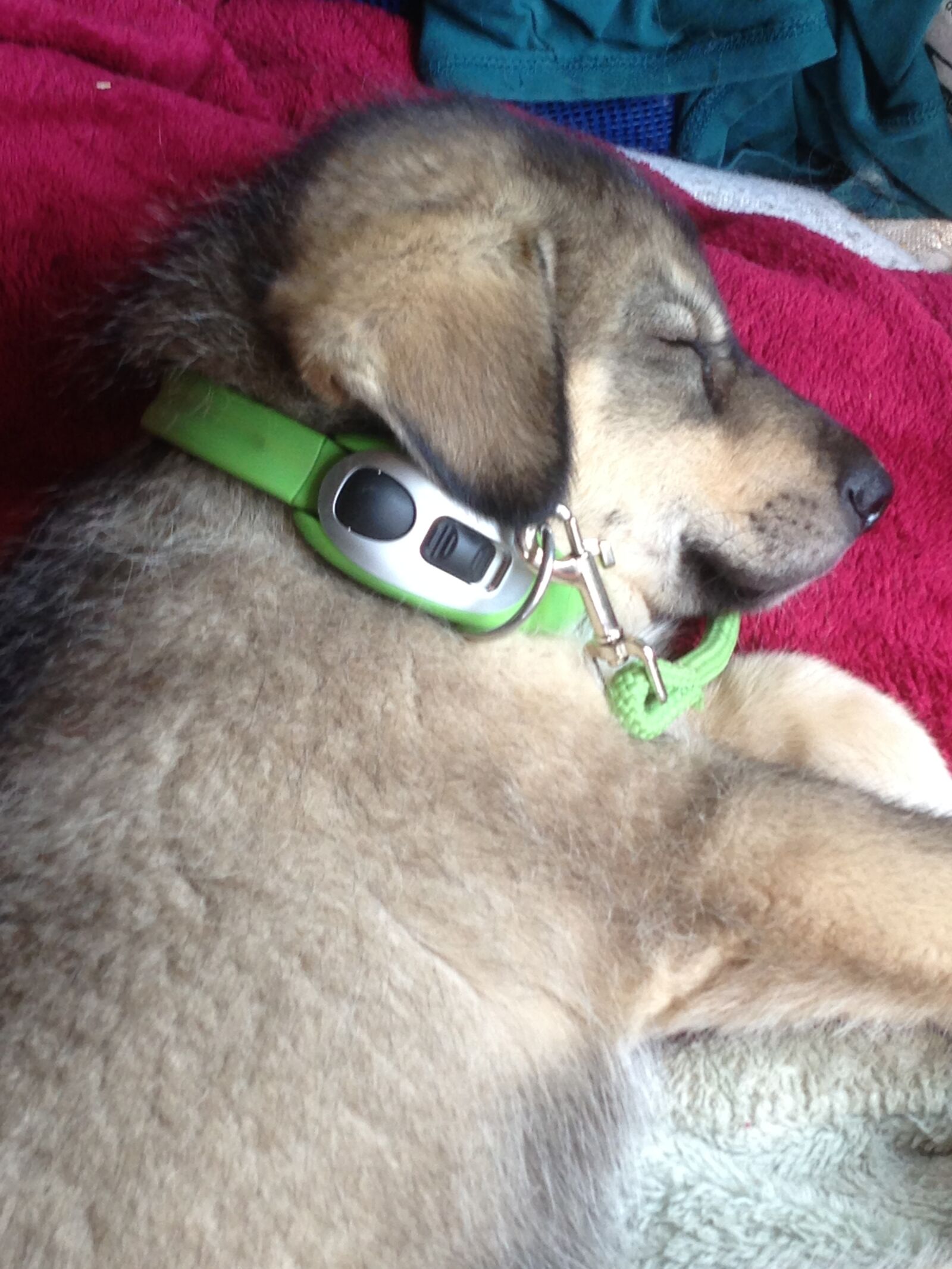 Apple iPhone 5 sample photo. Asleep, collar, husky, leash photography