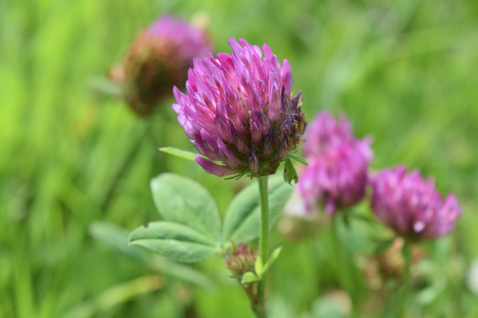 Nikon D3300 sample photo. Klee, red clover, clover photography