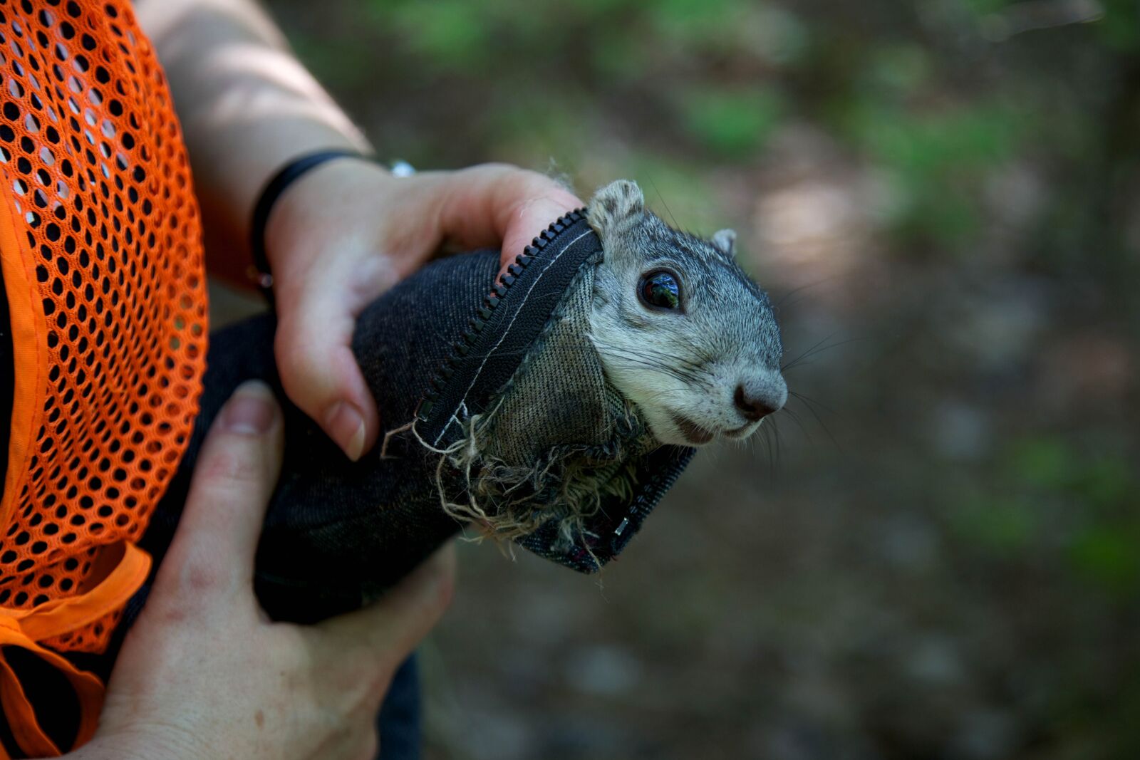 Canon EOS 5D Mark II sample photo. Delmarva, peninsula, fox, squirrel photography