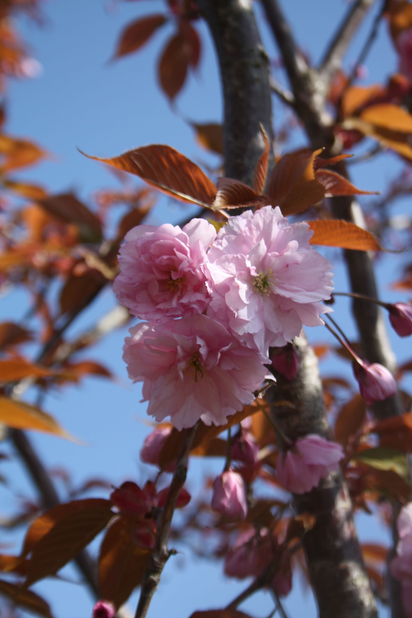 Canon EOS 450D (EOS Rebel XSi / EOS Kiss X2) sample photo. Spring, blossom photography