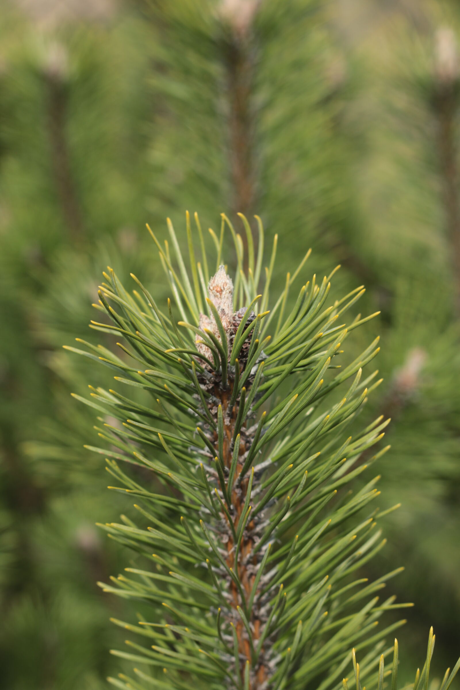 Canon EOS 70D + Canon EF 50mm F1.8 II sample photo