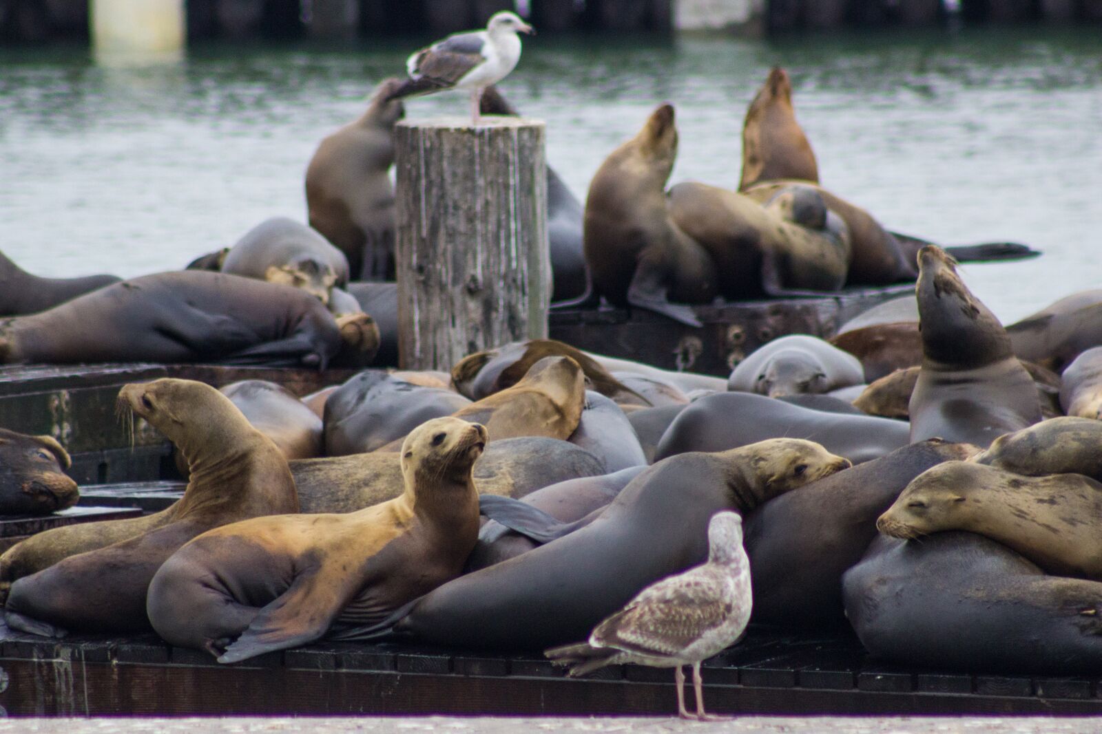 Canon EOS 600D (Rebel EOS T3i / EOS Kiss X5) sample photo. Seal, coast, mammal photography