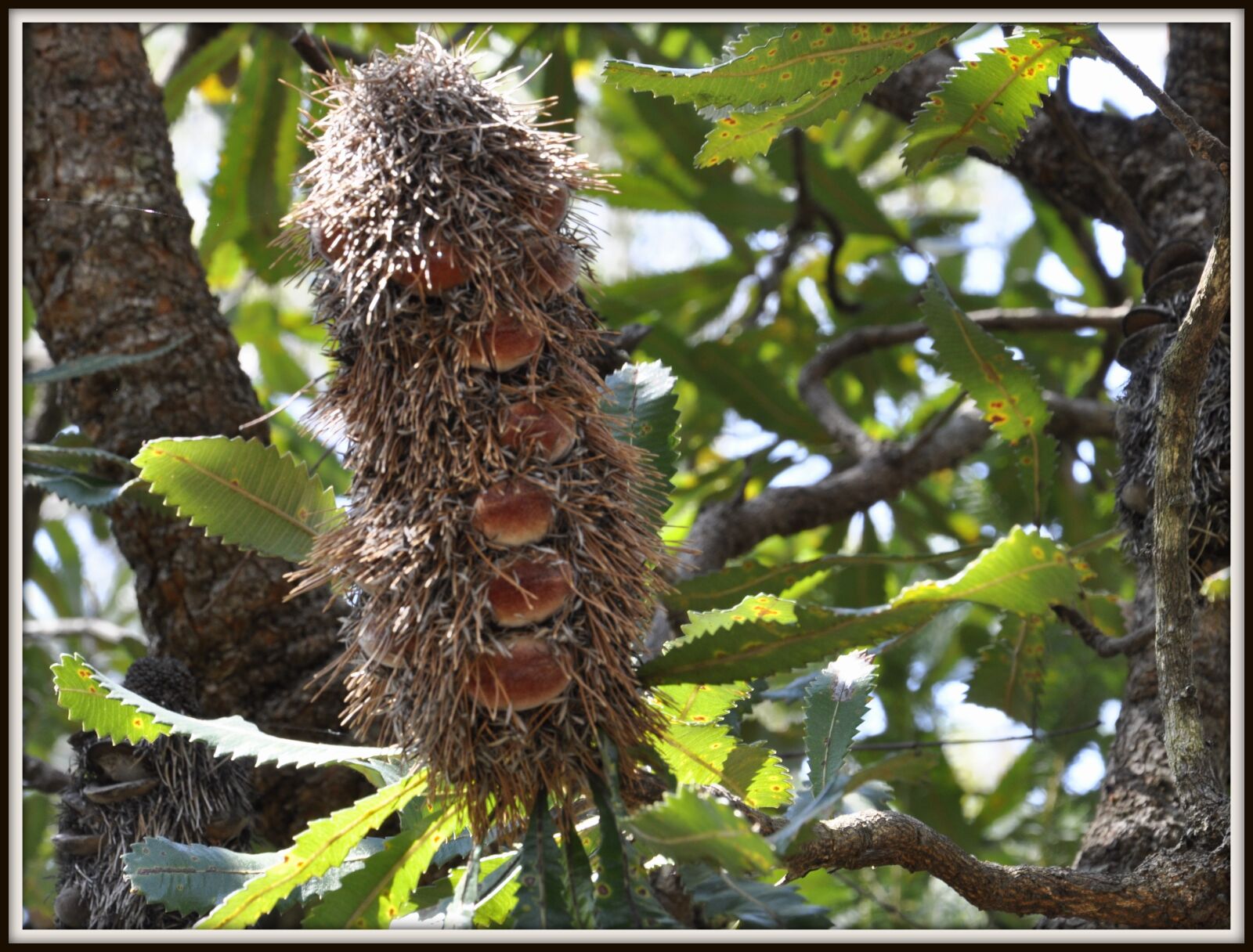 Nikon D90 sample photo. Banksia, flower, native photography