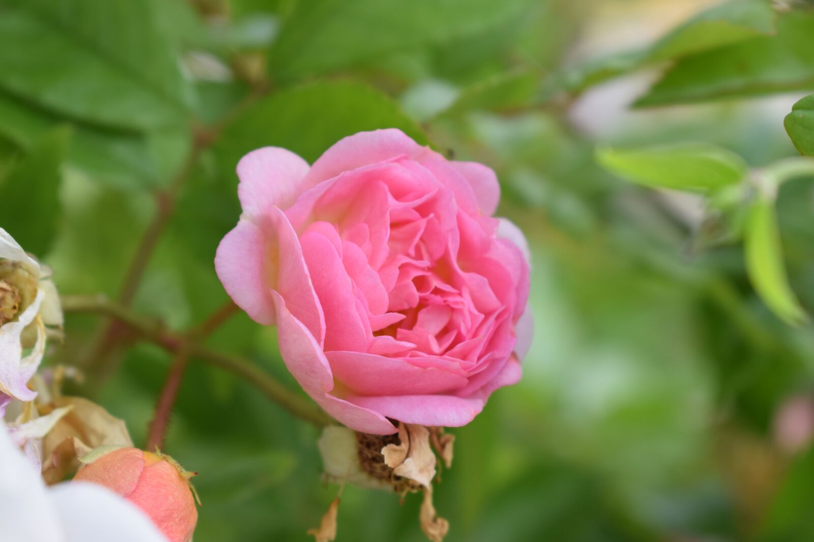 Nikon D3300 sample photo. Ros, shrubs, roses photography