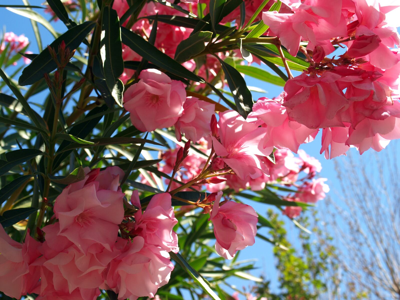 Olympus E-420 (EVOLT E-420) sample photo. Flowers, shrub with flowers photography