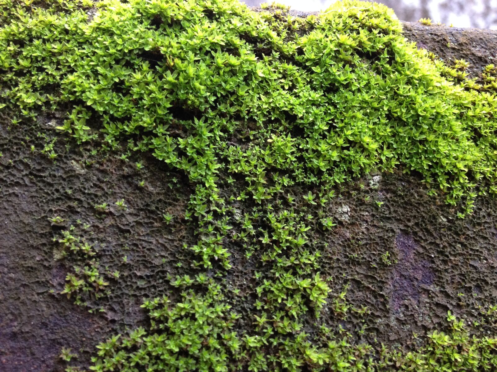 iPhone 4S back camera 4.28mm f/2.4 sample photo. Close, up, of, ivy photography