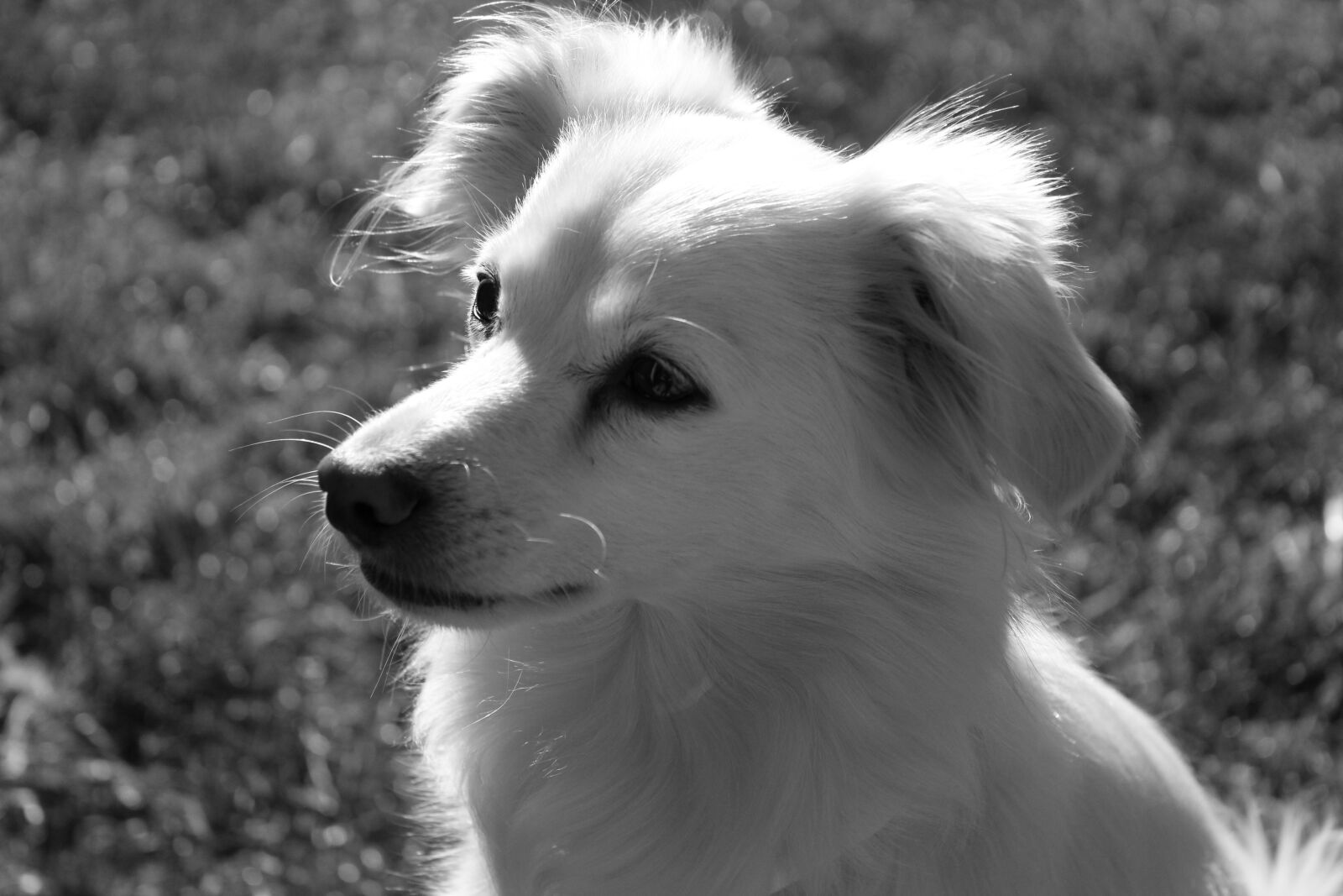 Canon EOS 1200D (EOS Rebel T5 / EOS Kiss X70 / EOS Hi) sample photo. Dog, cute, black and photography