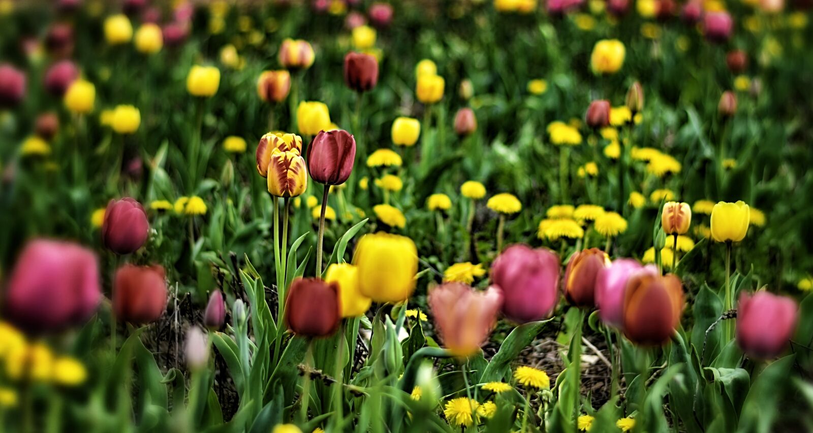 Nikon D7200 sample photo. Tulips, field, flowers photography