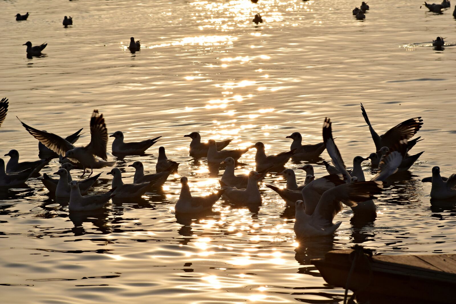 Nikon D3300 sample photo. Birds, flock, seagulls photography