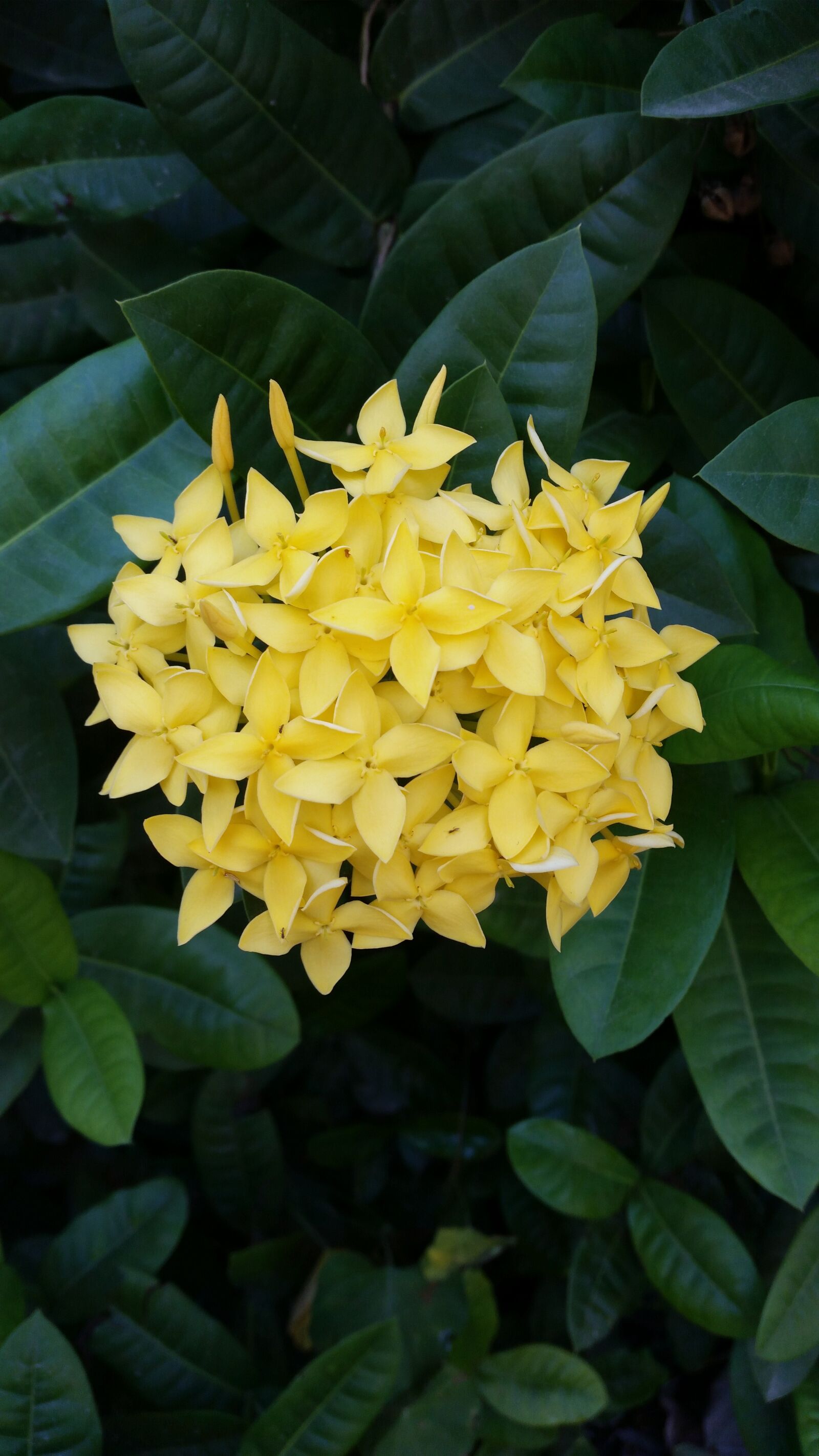 Samsung Galaxy S5 sample photo. Flower, yellow flowers, flowers photography