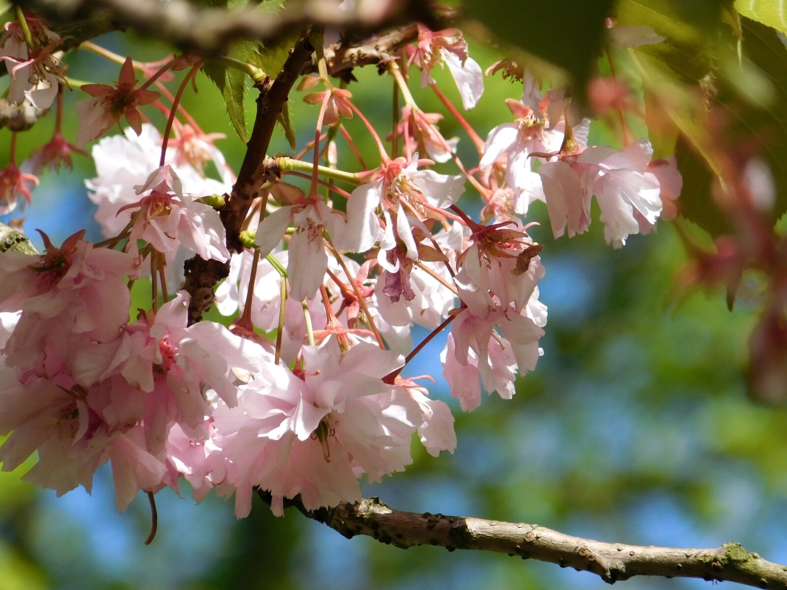 Nikon Coolpix L840 sample photo. Blooming tree, pink flowers photography