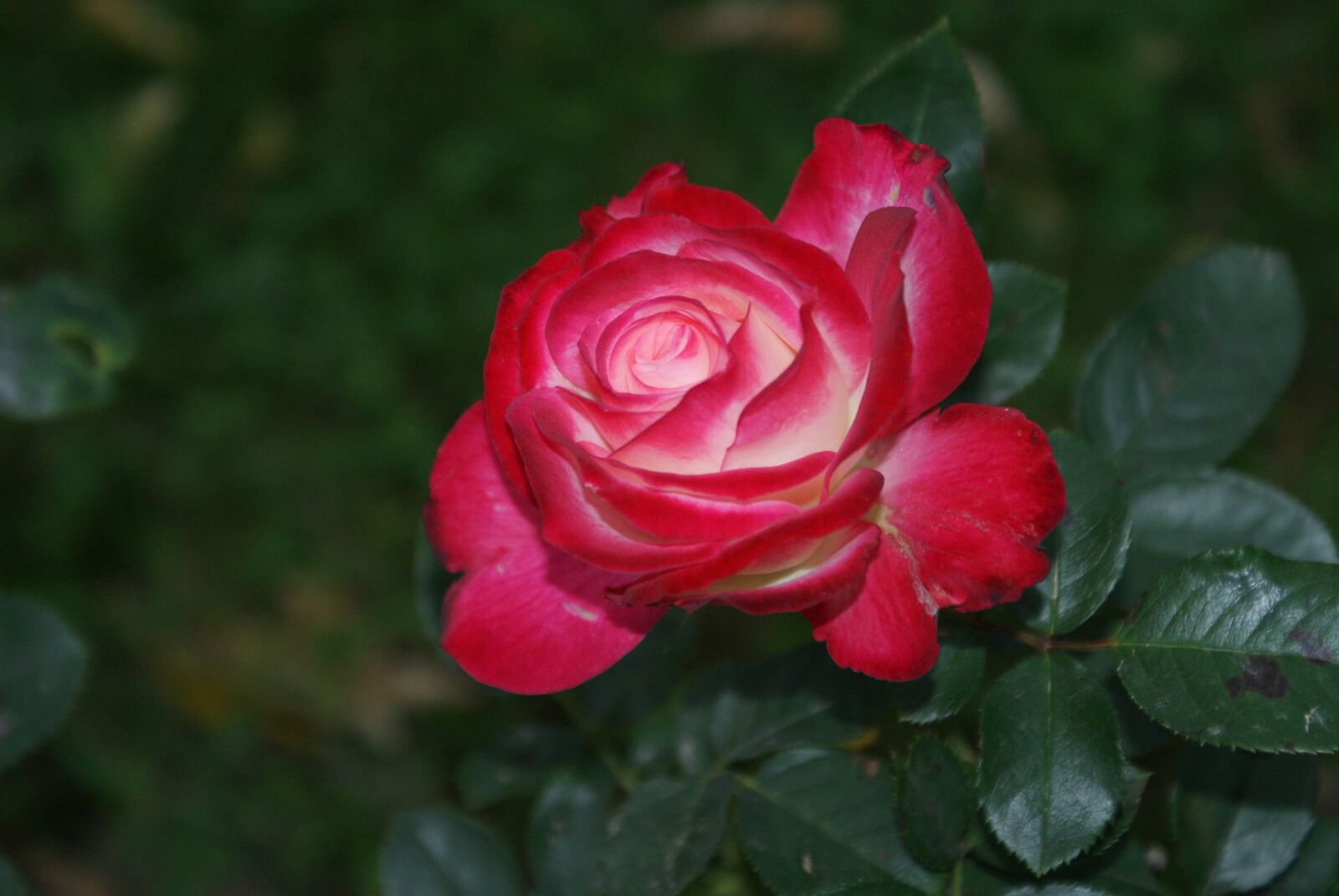 Sony Alpha DSLR-A300 sample photo. Rose, flower, nature photography