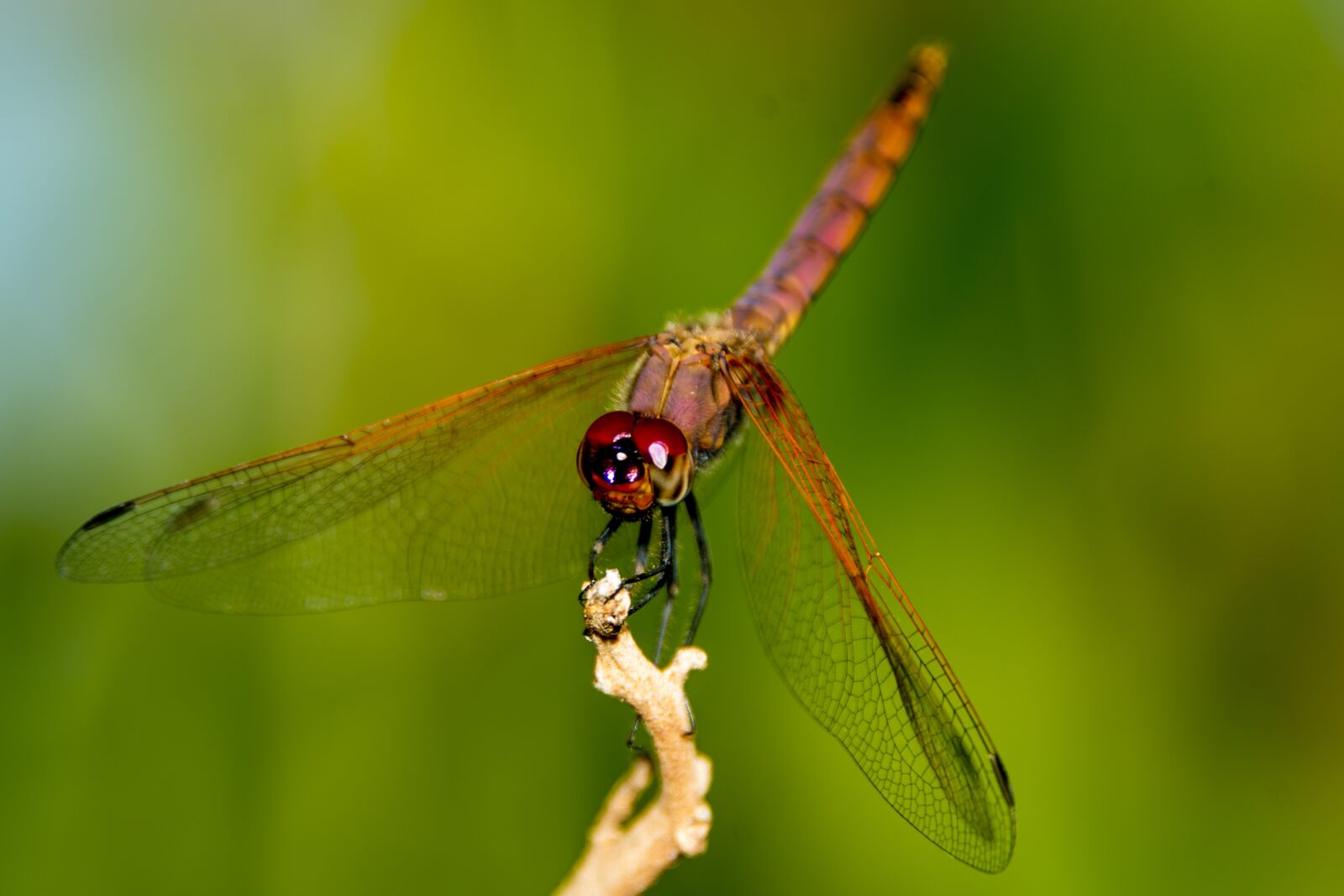 Nikon D800 sample photo. Dragon fly, uganda, nature photography