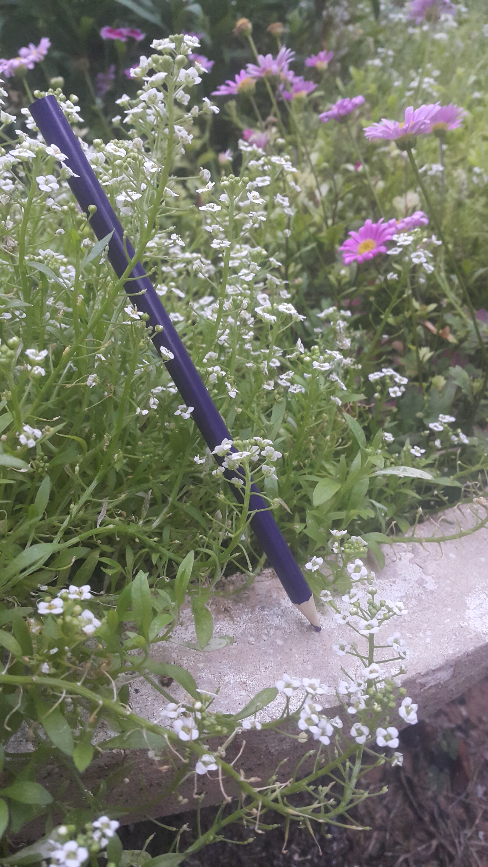Samsung Galaxy Note4 sample photo. Pencil, flowers, nature photography