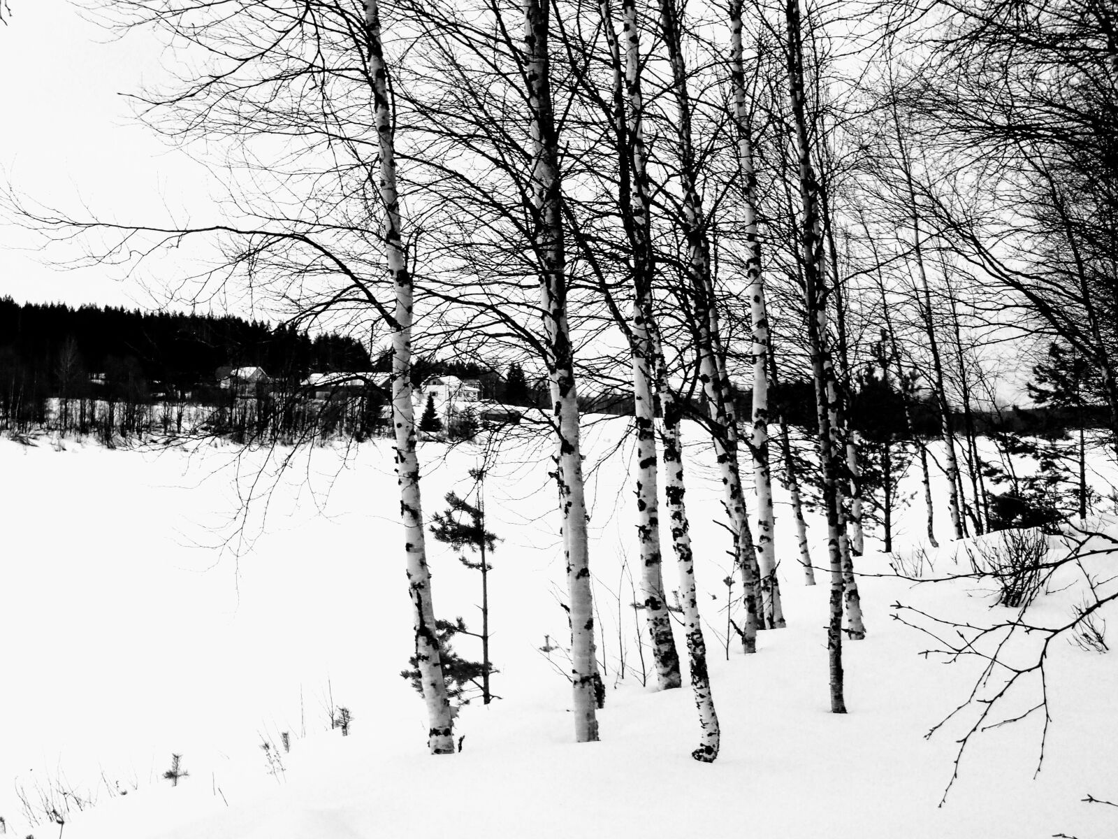 Olympus TG-4 sample photo. Finland, birch, snow photography