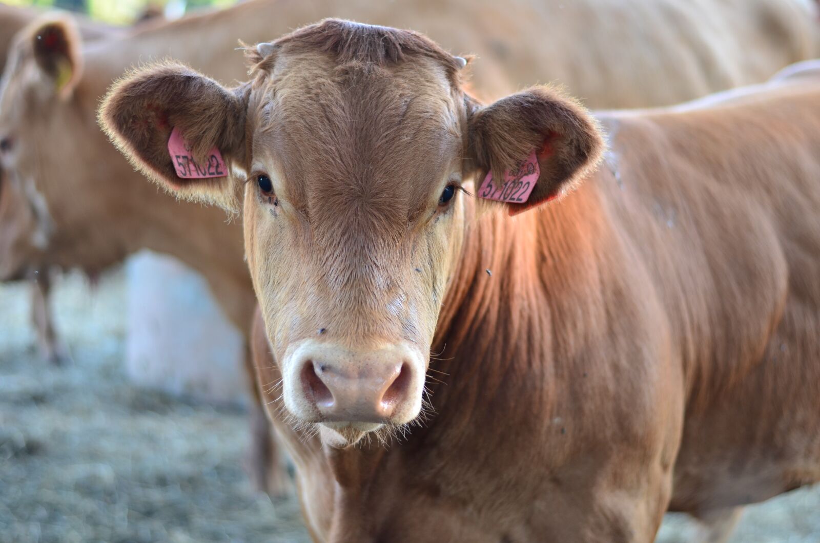 Nikon D5100 sample photo. Cow, animal, agriculture photography