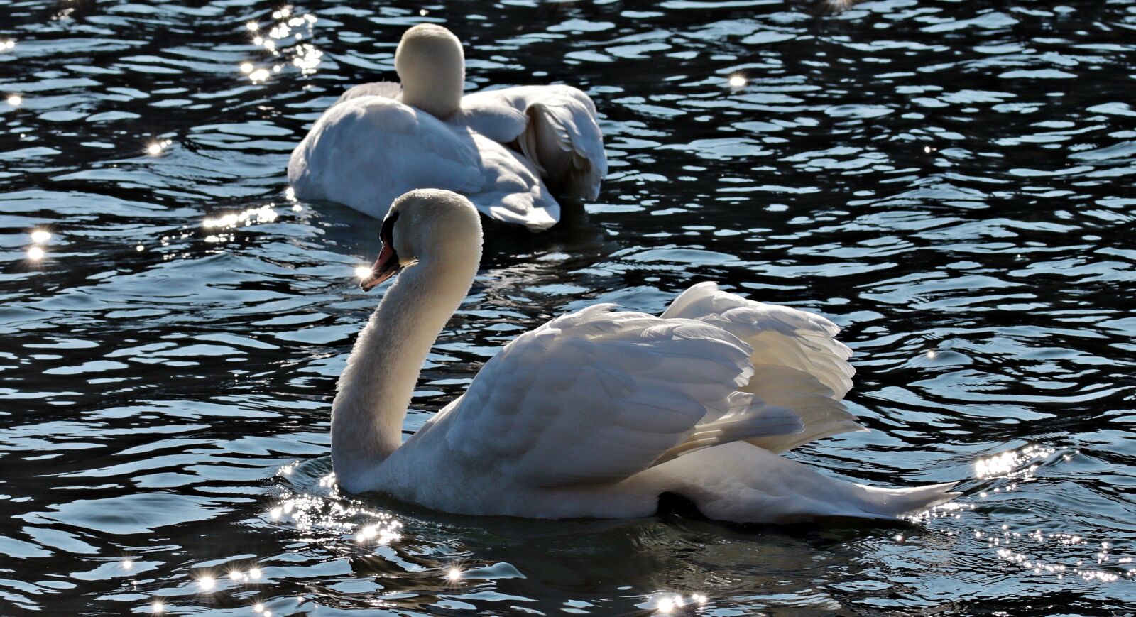 Canon EOS 80D sample photo. Swan, swans, water bird photography